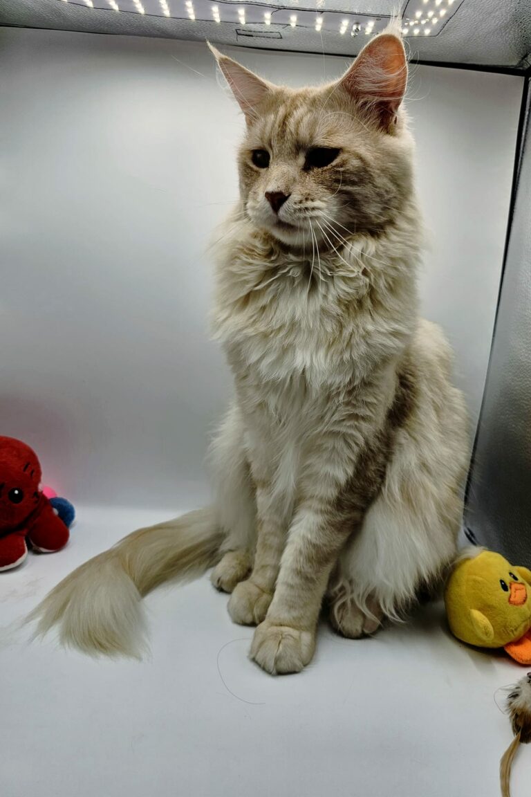 Simba - Chatterie de l'Akatsucoon