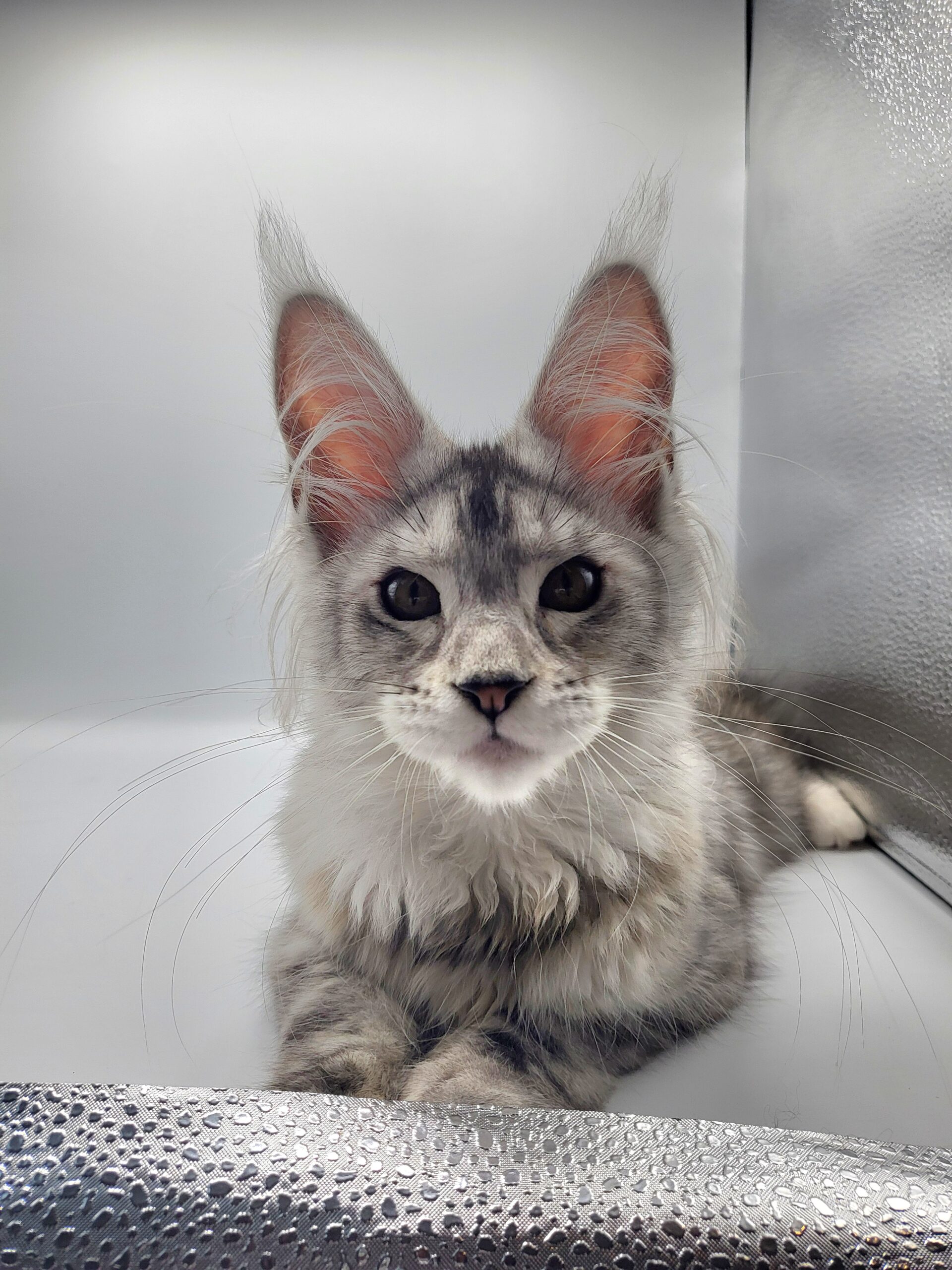 Valka – Maine Coon LOOF – Black Tortie silver blotched tabby