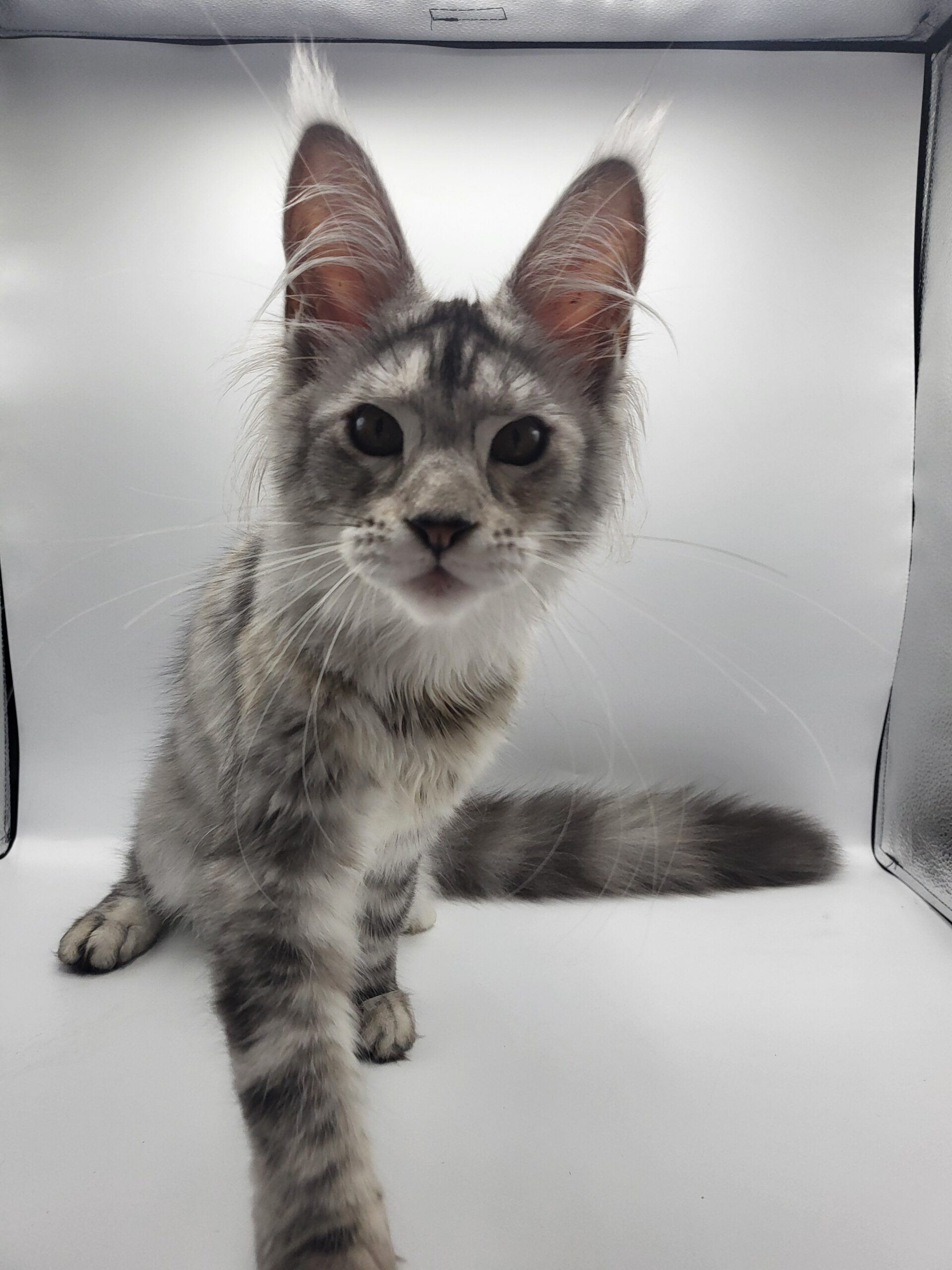 Valka – Maine Coon LOOF – Black Tortie silver blotched tabby