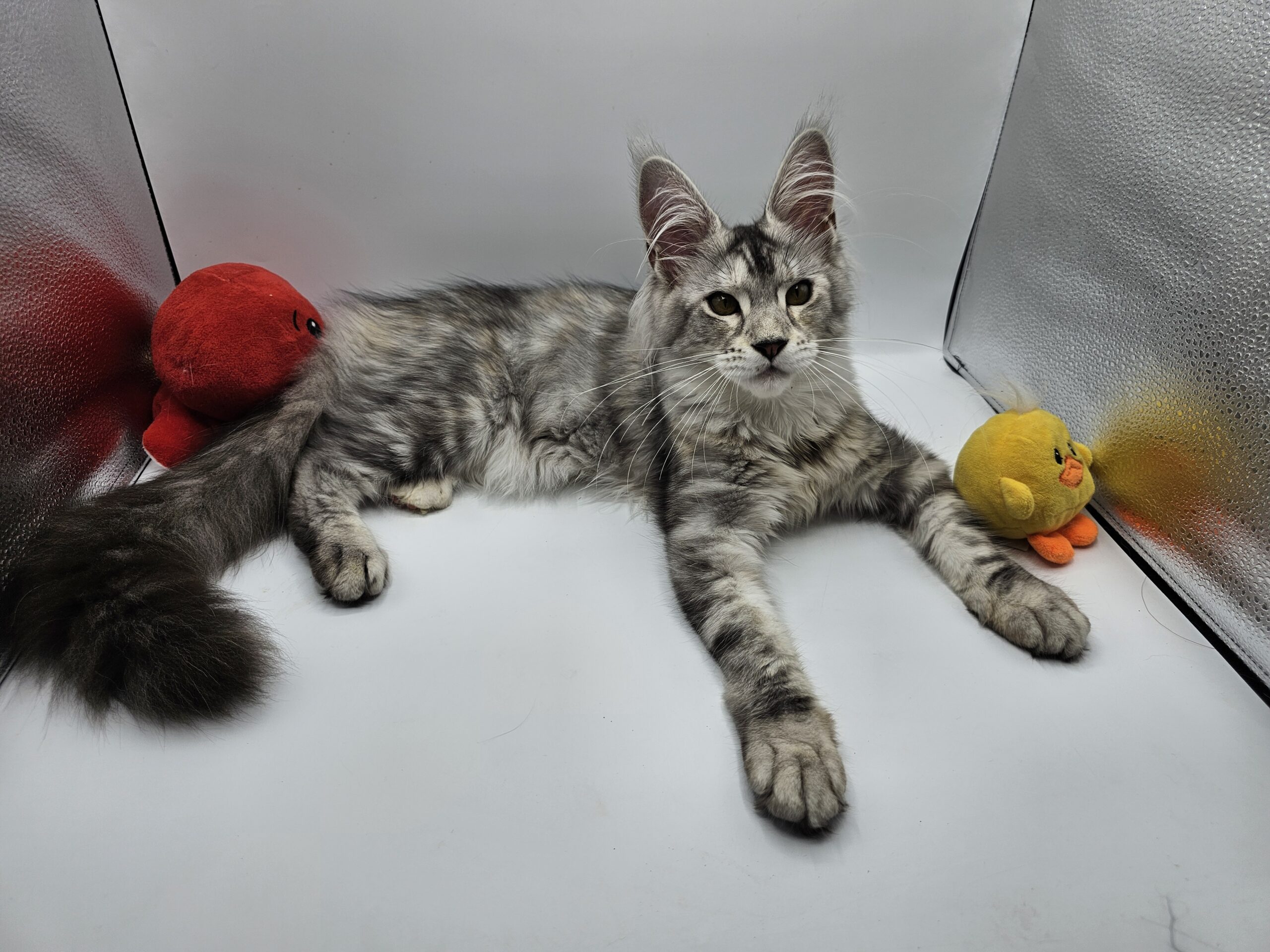 Valka – Maine Coon LOOF – Black Tortie silver blotched tabby