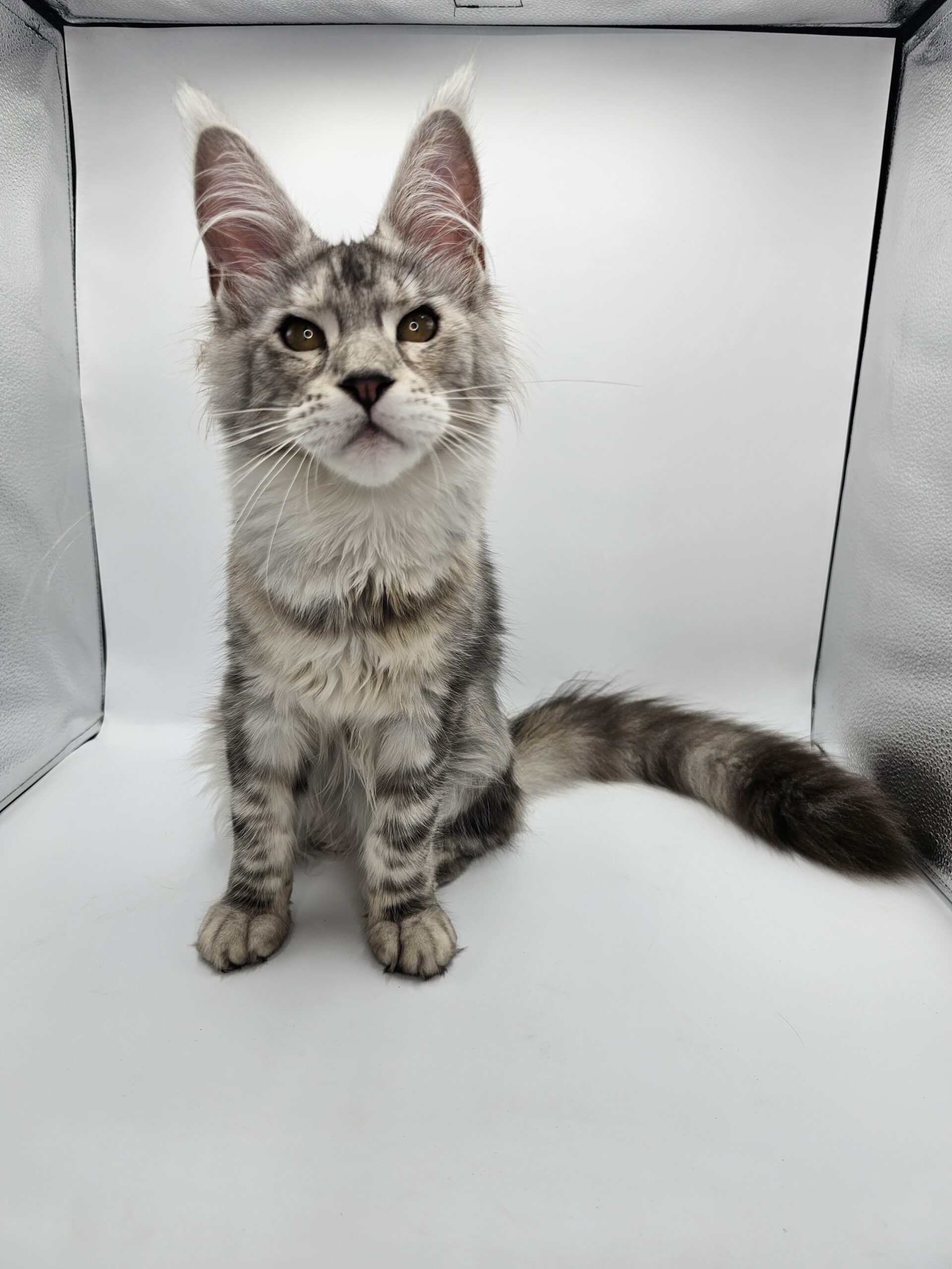 Valka – Maine Coon LOOF – Black Tortie silver blotched tabby