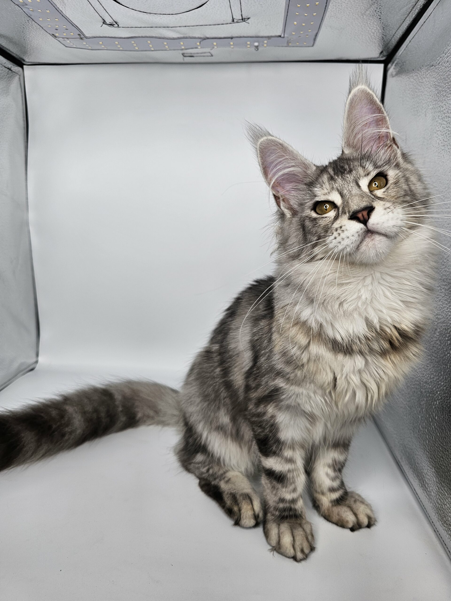 Valka – Maine Coon LOOF – Black Tortie silver blotched tabby