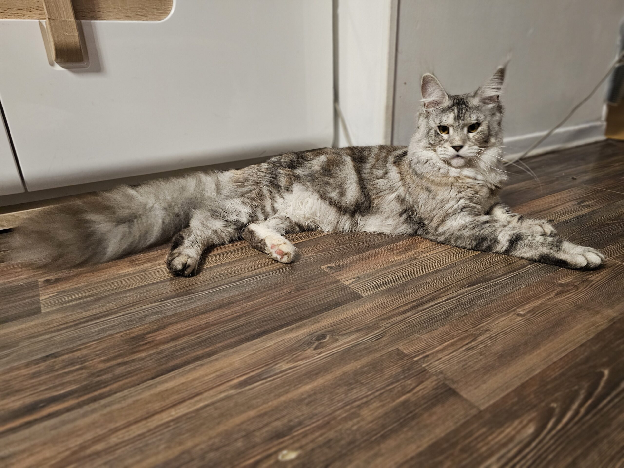 Valka – Maine Coon LOOF – Black Tortie silver blotched tabby