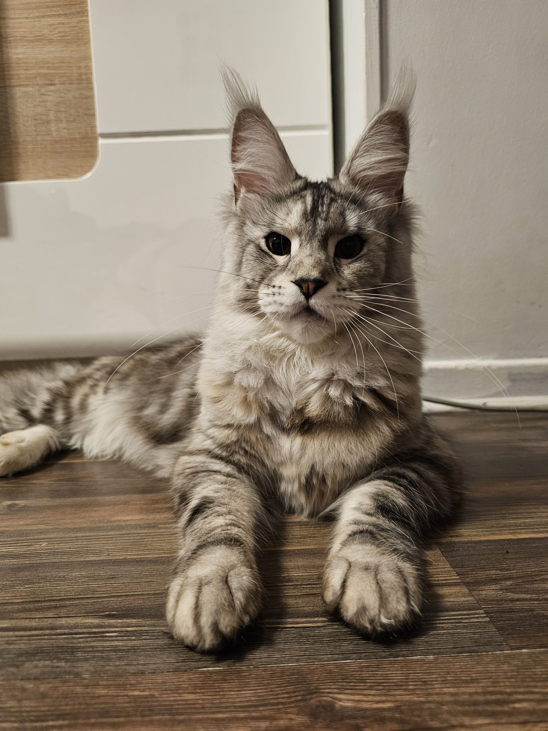 Valka – Maine Coon LOOF – Black Tortie silver blotched tabby