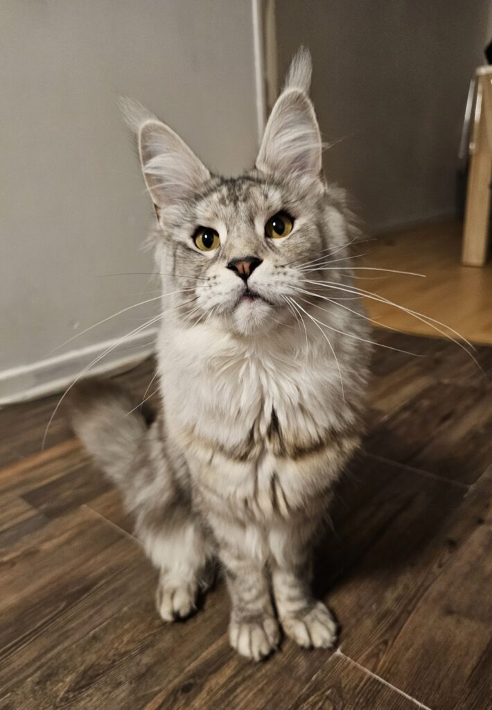 Valka - Maine Coon LOOF - Black Tortie silver blotched tabby
