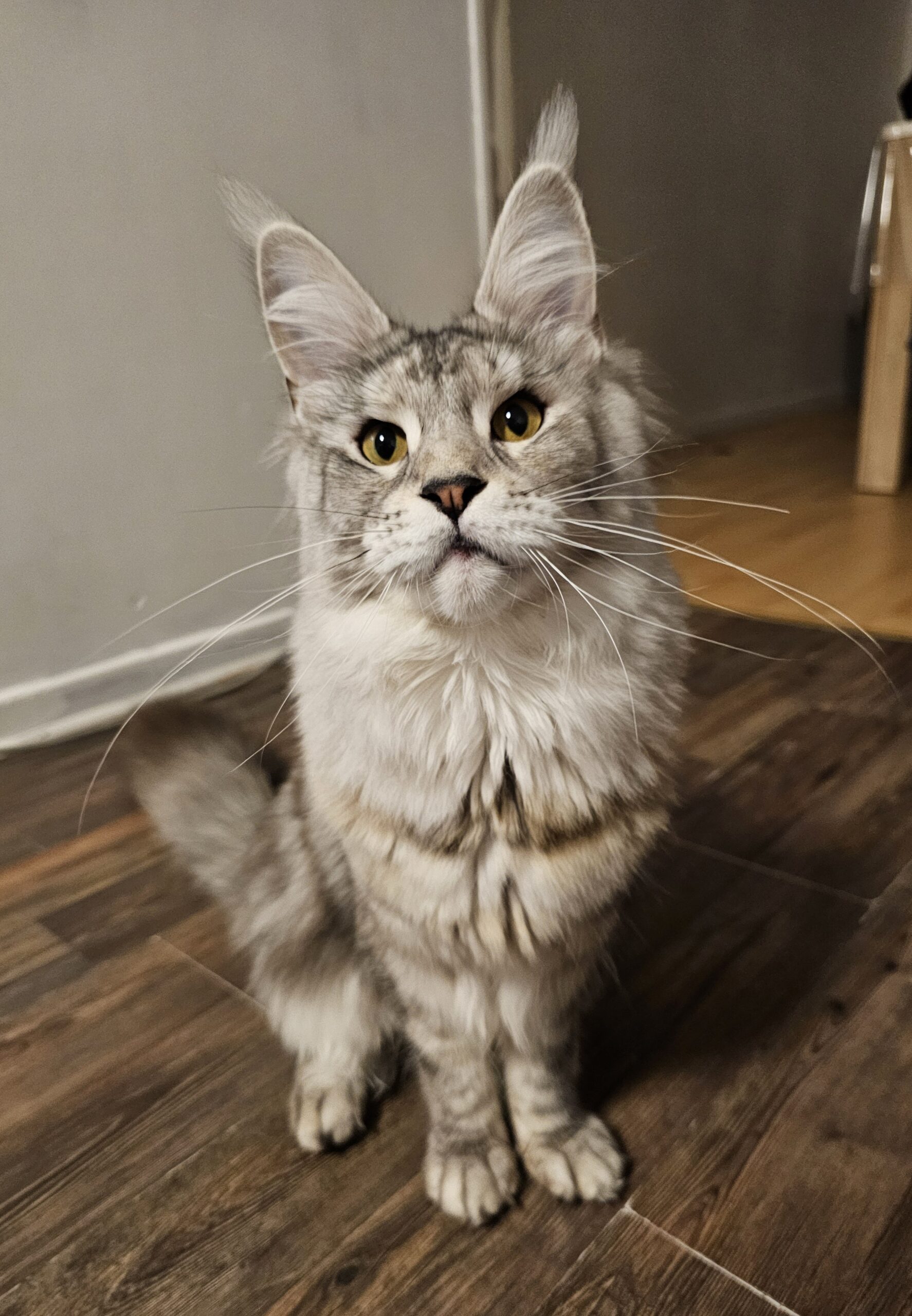 Valka – Maine Coon LOOF – Black Tortie silver blotched tabby