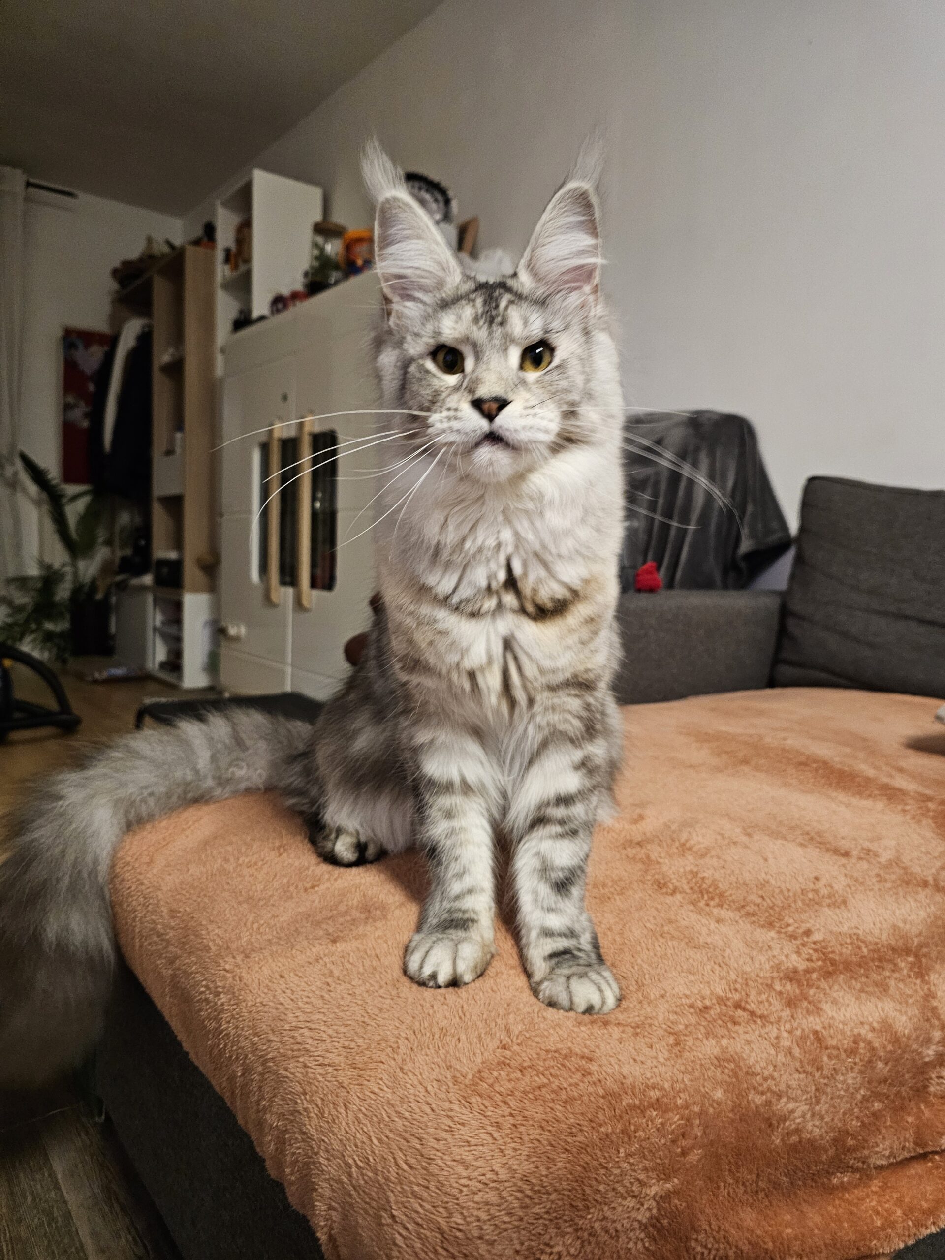 Valka – Maine Coon LOOF – Black Tortie silver blotched tabby