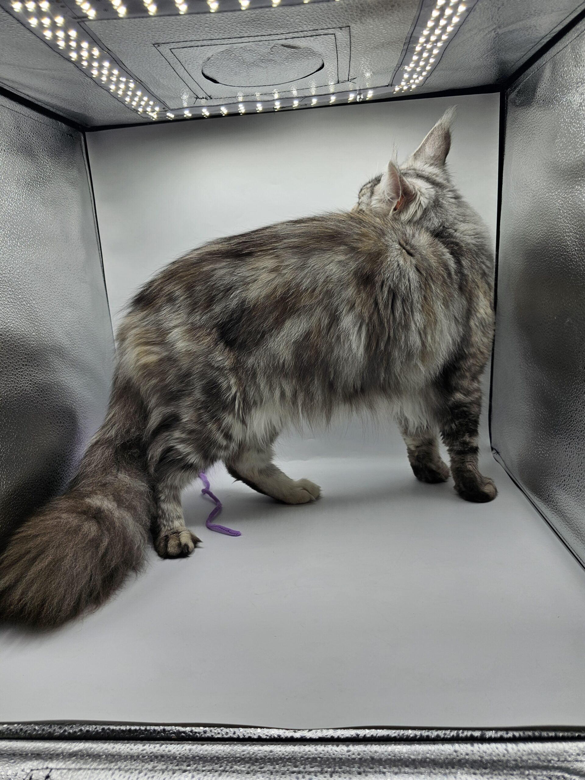 Valka – Maine Coon LOOF – Black Tortie silver blotched tabby
