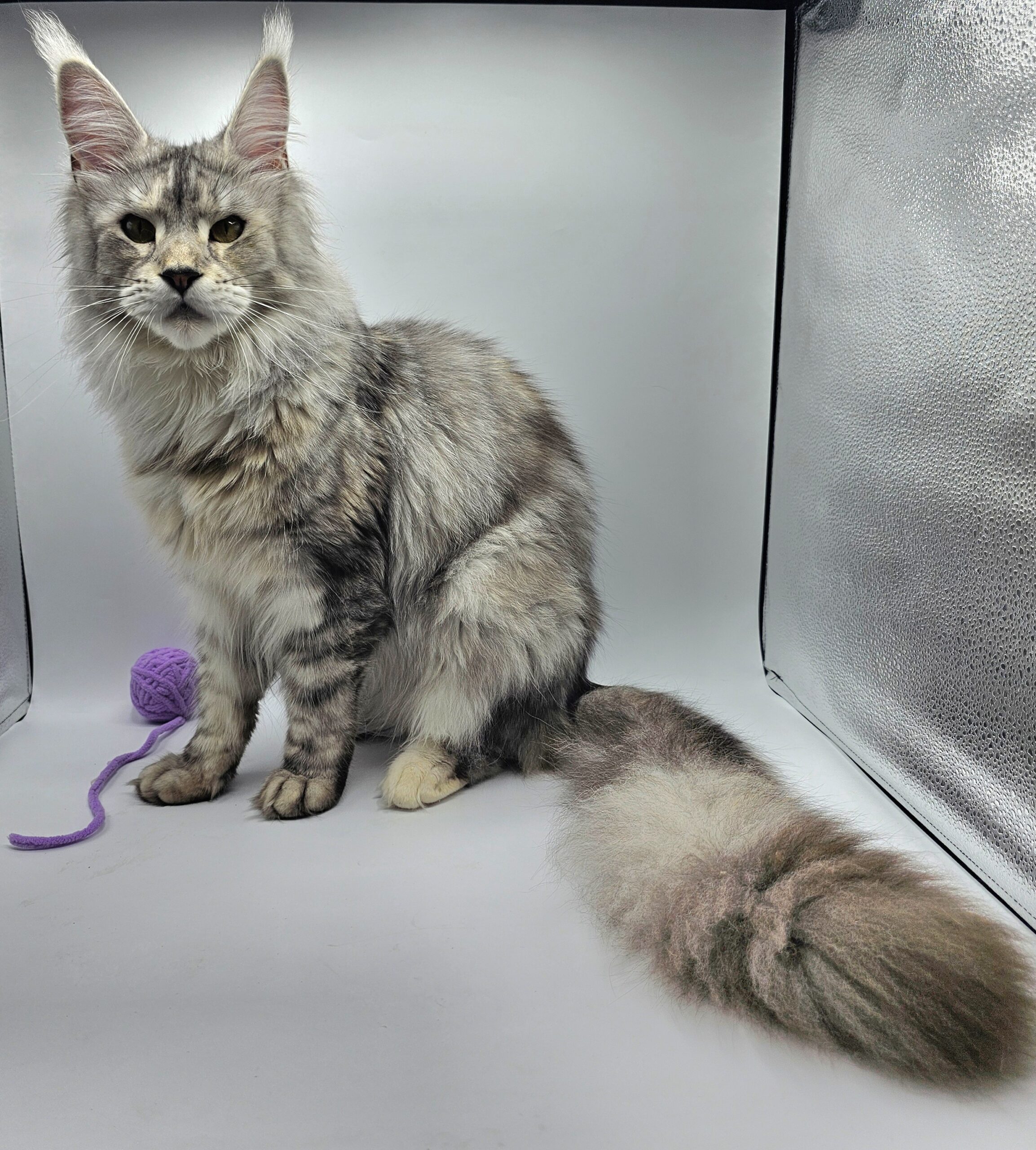 Valka – Maine Coon LOOF – Black Tortie silver blotched tabby