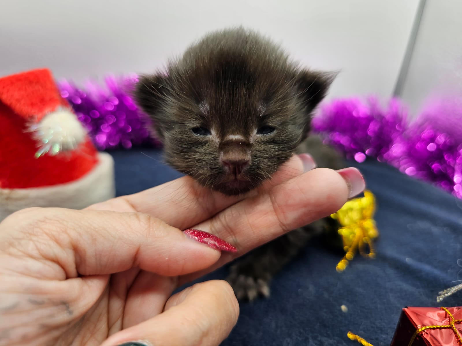 Chaton Wendy – Chatterie de l’Akatsucoon