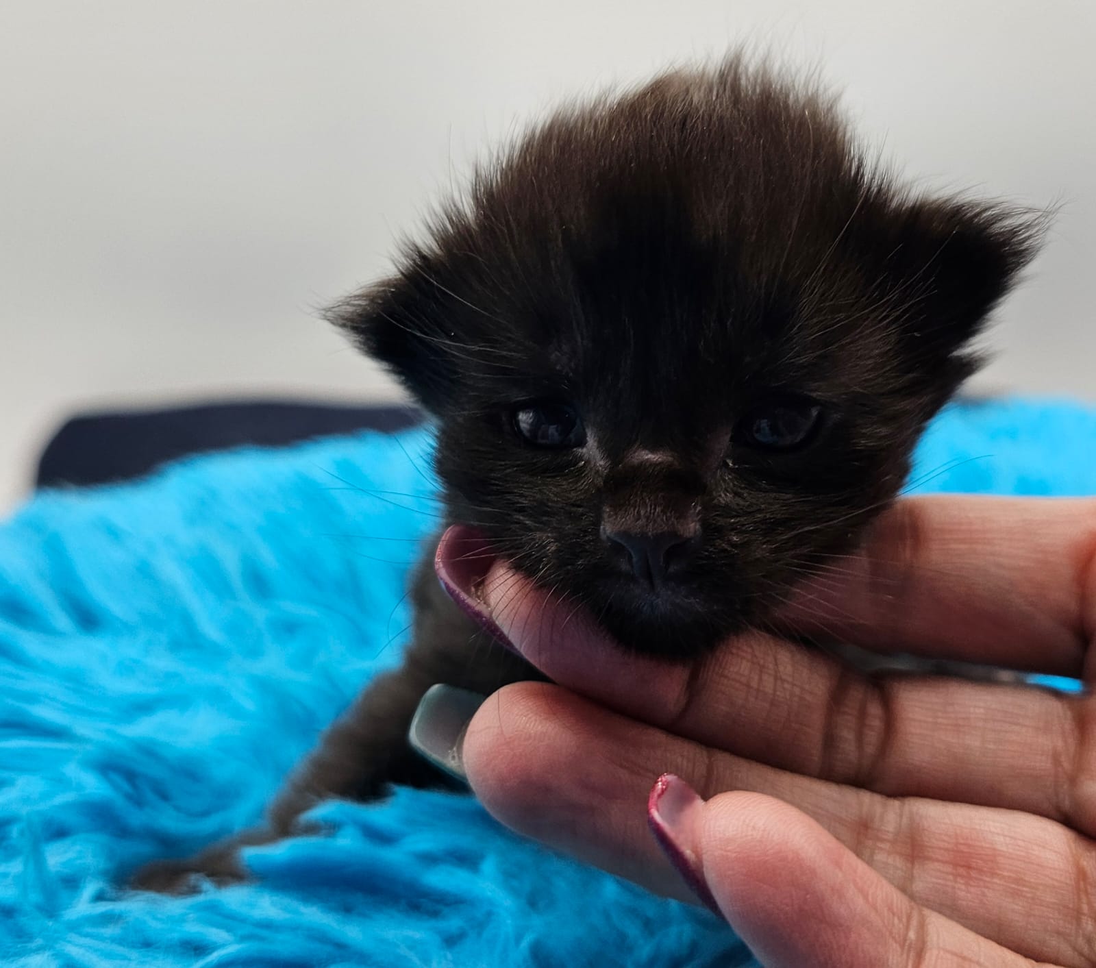 Chaton Wendy – Chatterie de l’Akatsucoon