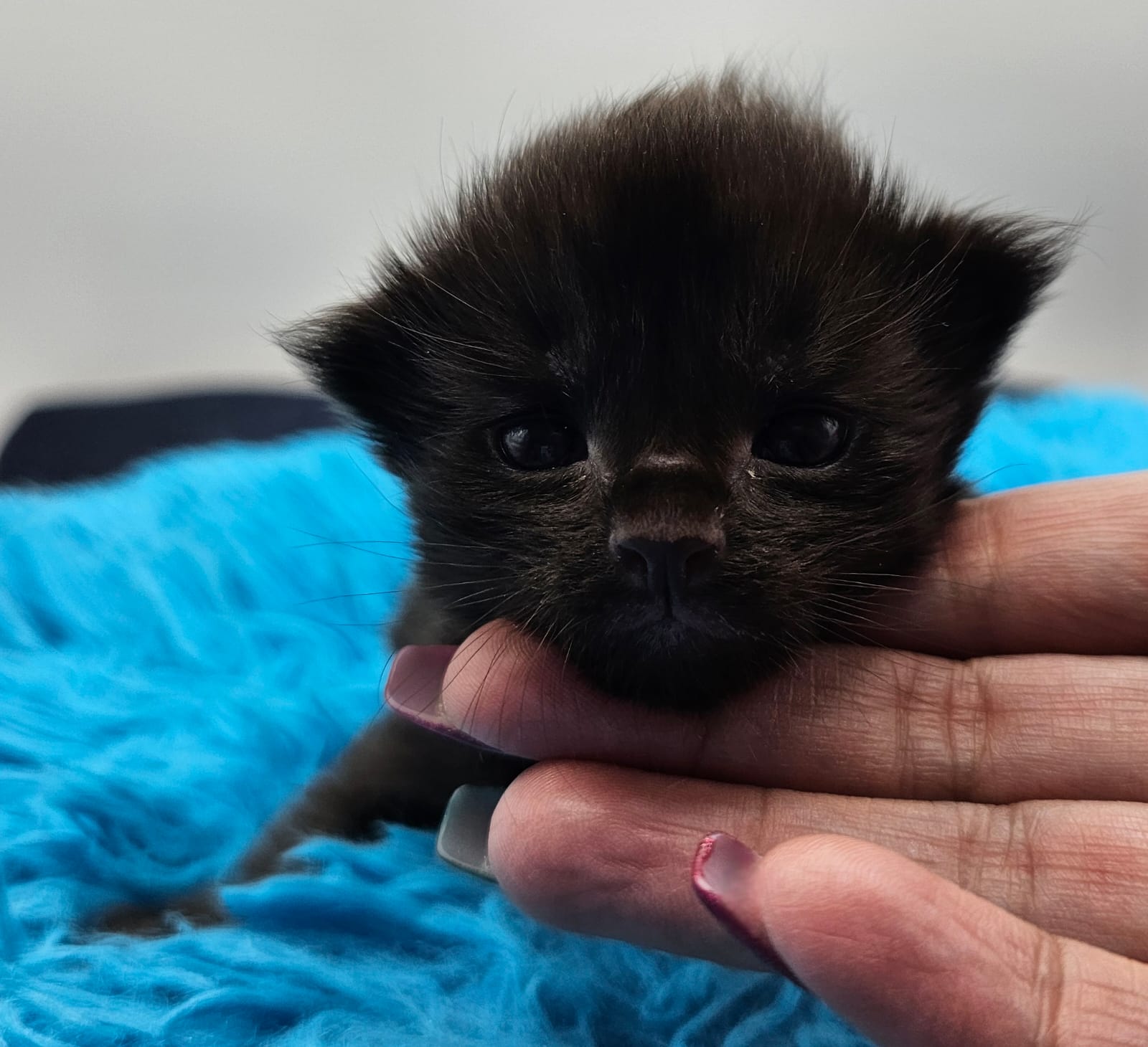 Chaton Wendy – Chatterie de l’Akatsucoon