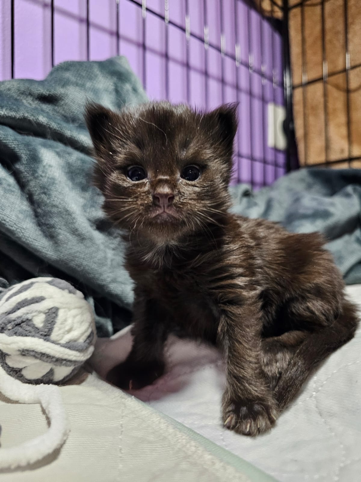 Chaton Wendy – Chatterie de l’Akatsucoon