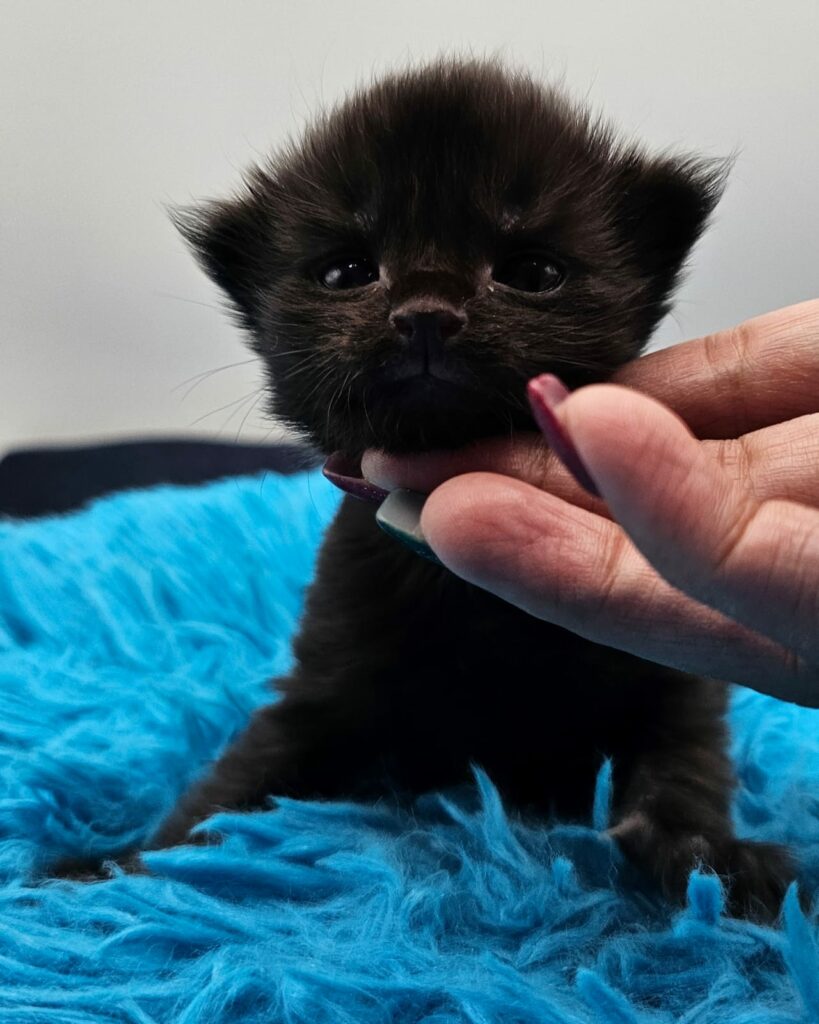 Chaton Wendy - Chatterie de l'Akatsucoon