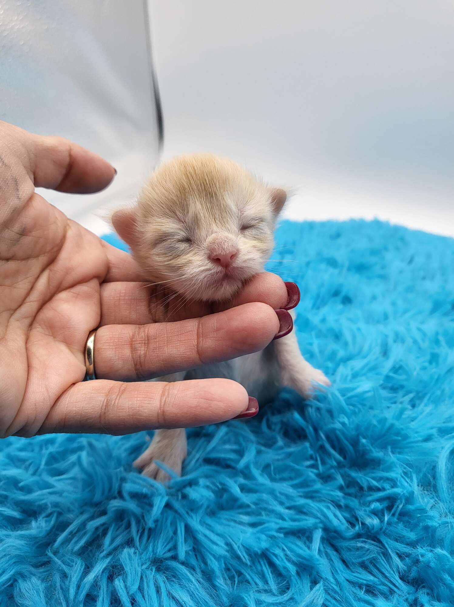 Urbossa – Maine Coon Chaton – Elevage Familiale Maine Coon Loof – Chatterie de l’Akatsucoon