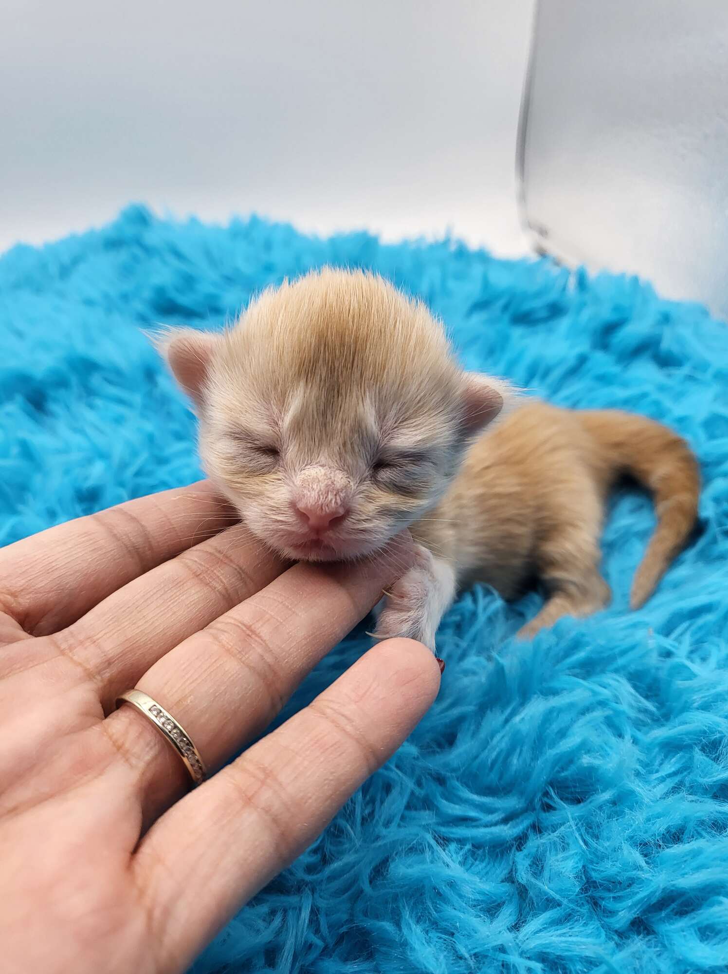 Urbossa – Maine Coon Chaton – Elevage Familiale Maine Coon Loof – Chatterie de l’Akatsucoon