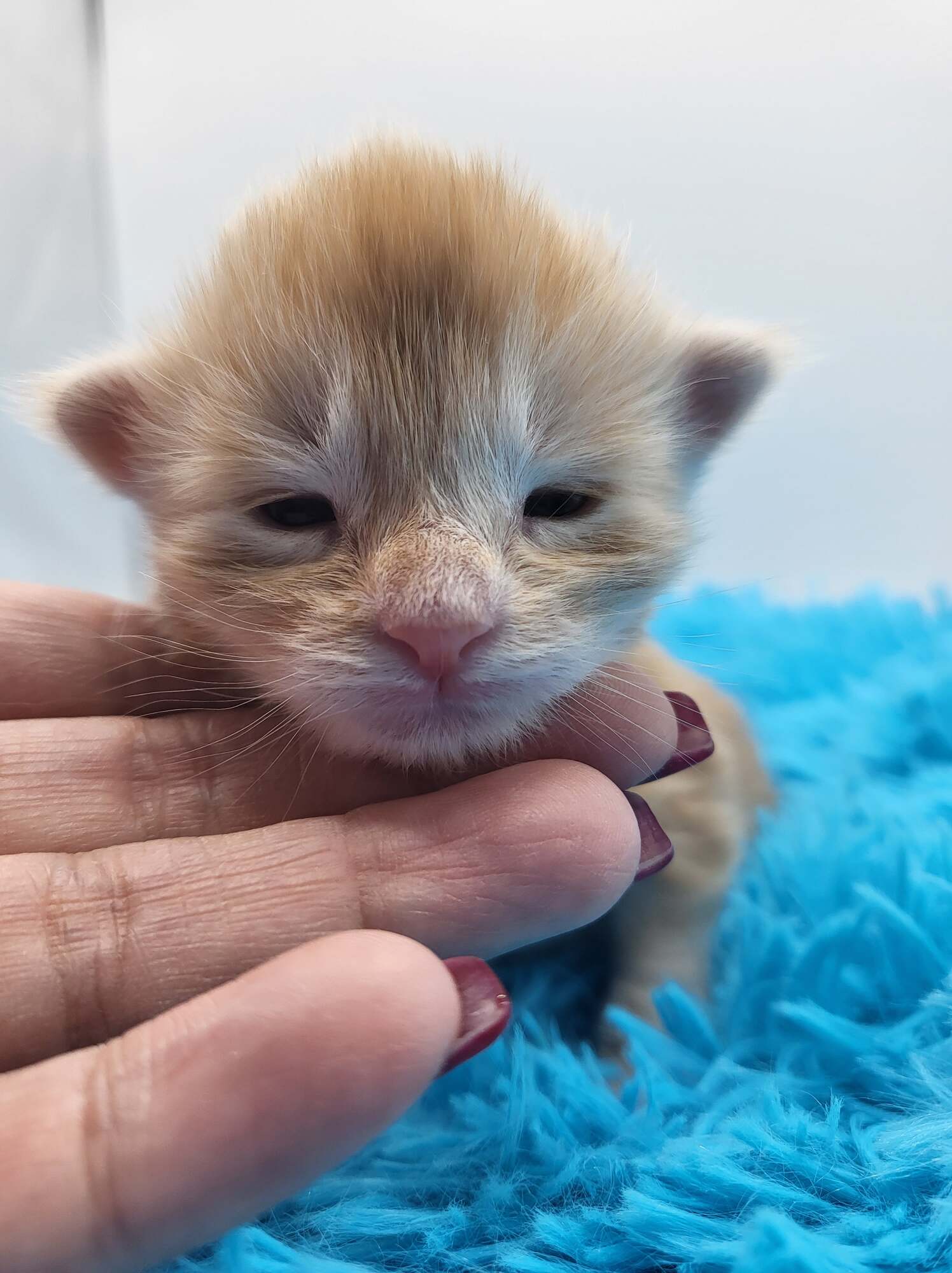 Uther – Maine Coon Chaton – Elevage Familiale Maine Coon Loof – Chatterie de l’Akatsucoon