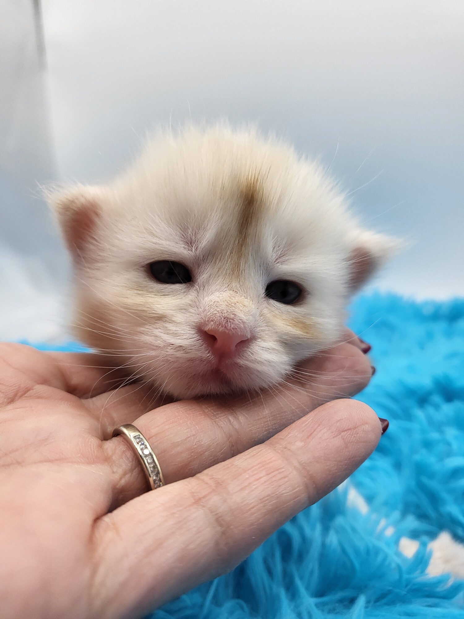 Utopie – Maine Coon Chaton – Elevage Familiale Maine Coon Loof – Chatterie de l’Akatsucoon