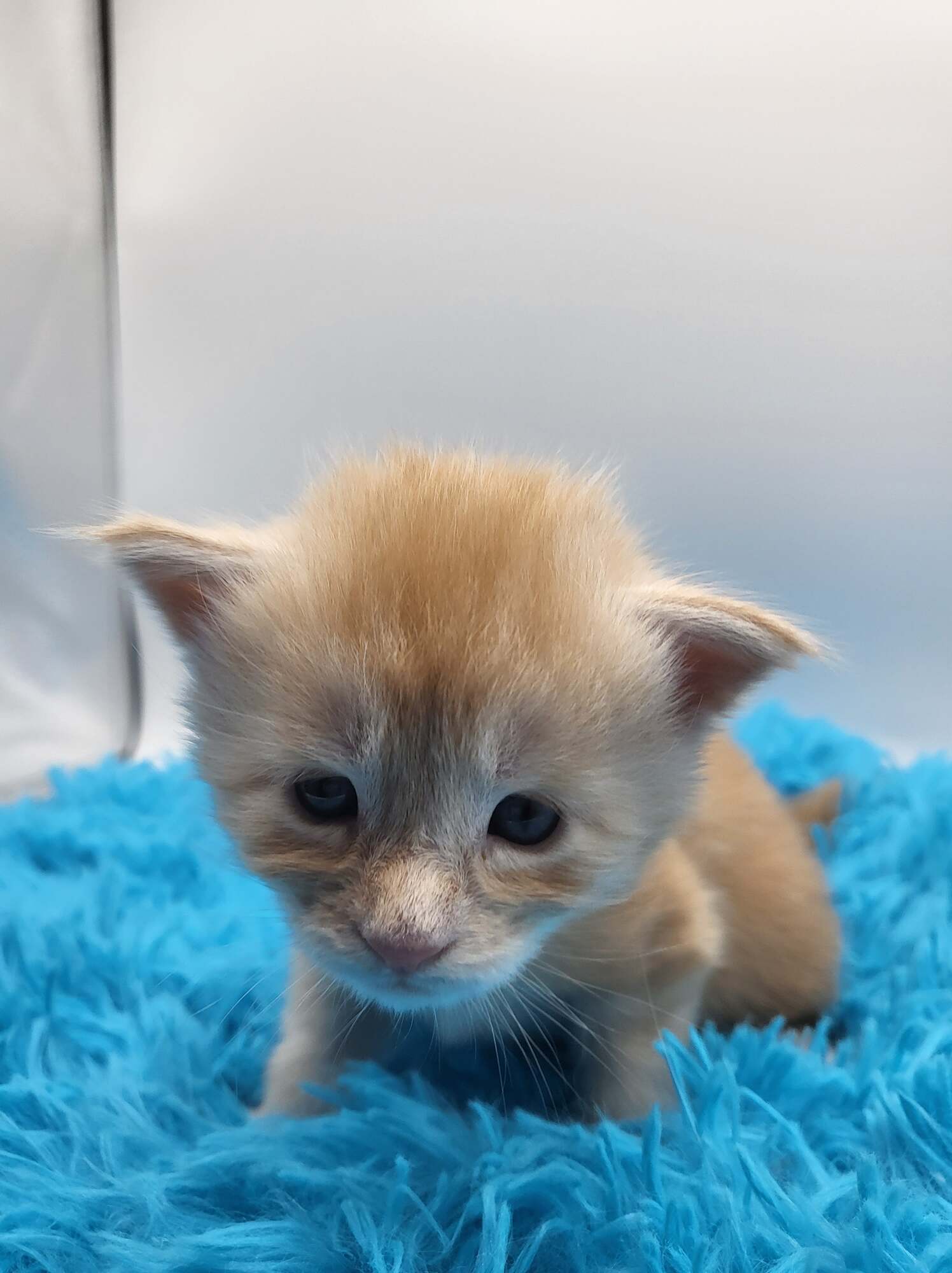 Uther – Maine Coon Chaton – Elevage Familiale Maine Coon Loof – Chatterie de l’Akatsucoon