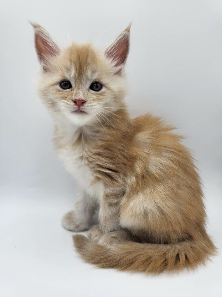 Uther - Maine Coon Chaton - Elevage Familiale Maine Coon Loof - Chatterie de l'Akatsucoon