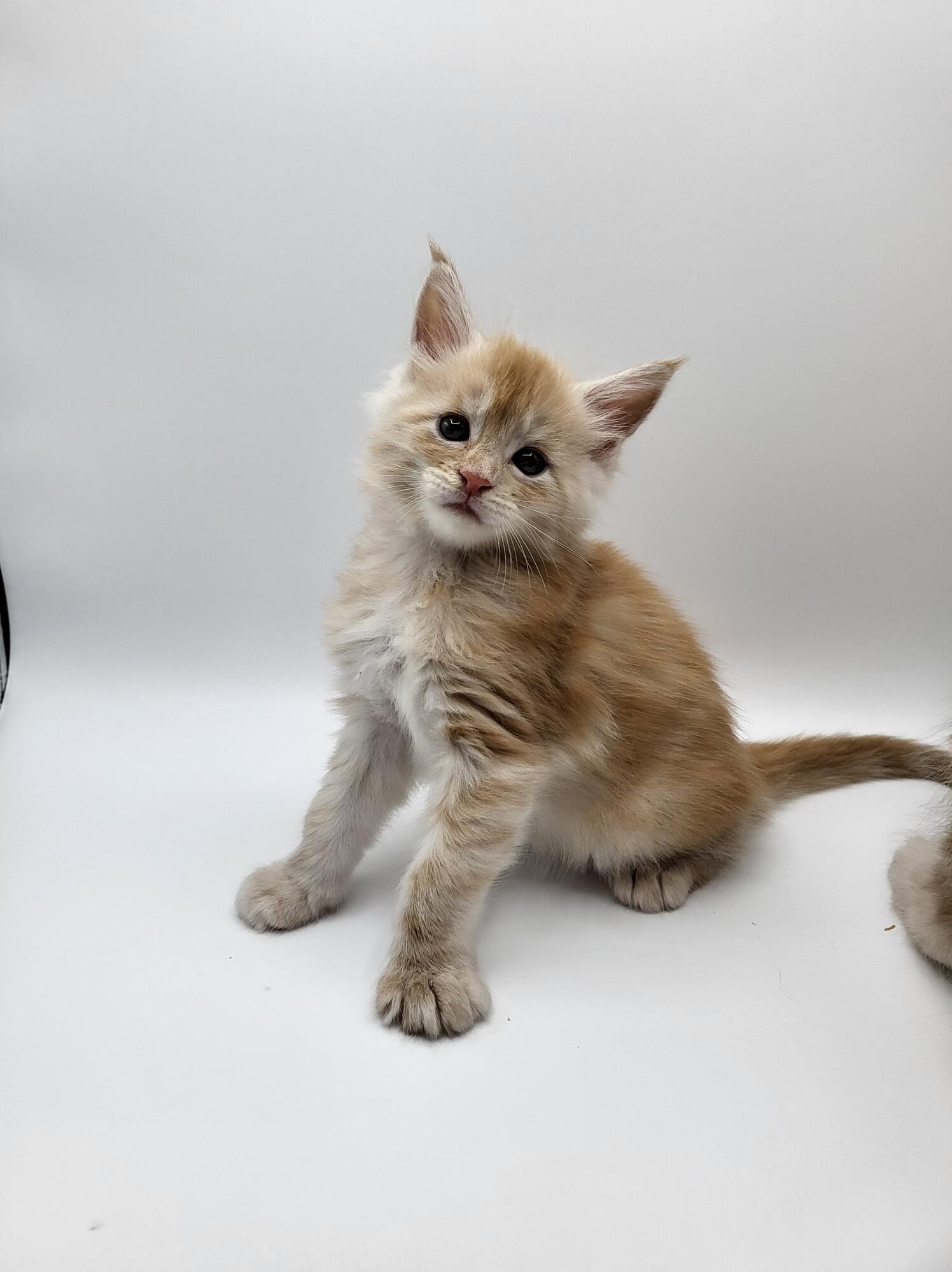 Uther – Maine Coon Chaton – Elevage Familiale Maine Coon Loof – Chatterie de l’Akatsucoon