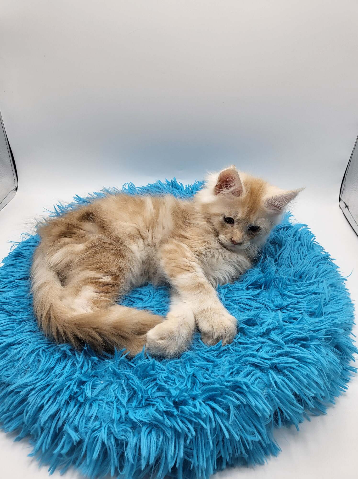 Ulix – Maine Coon Chaton – Elevage Familiale Maine Coon Loof – Chatterie de l’Akatsucoon