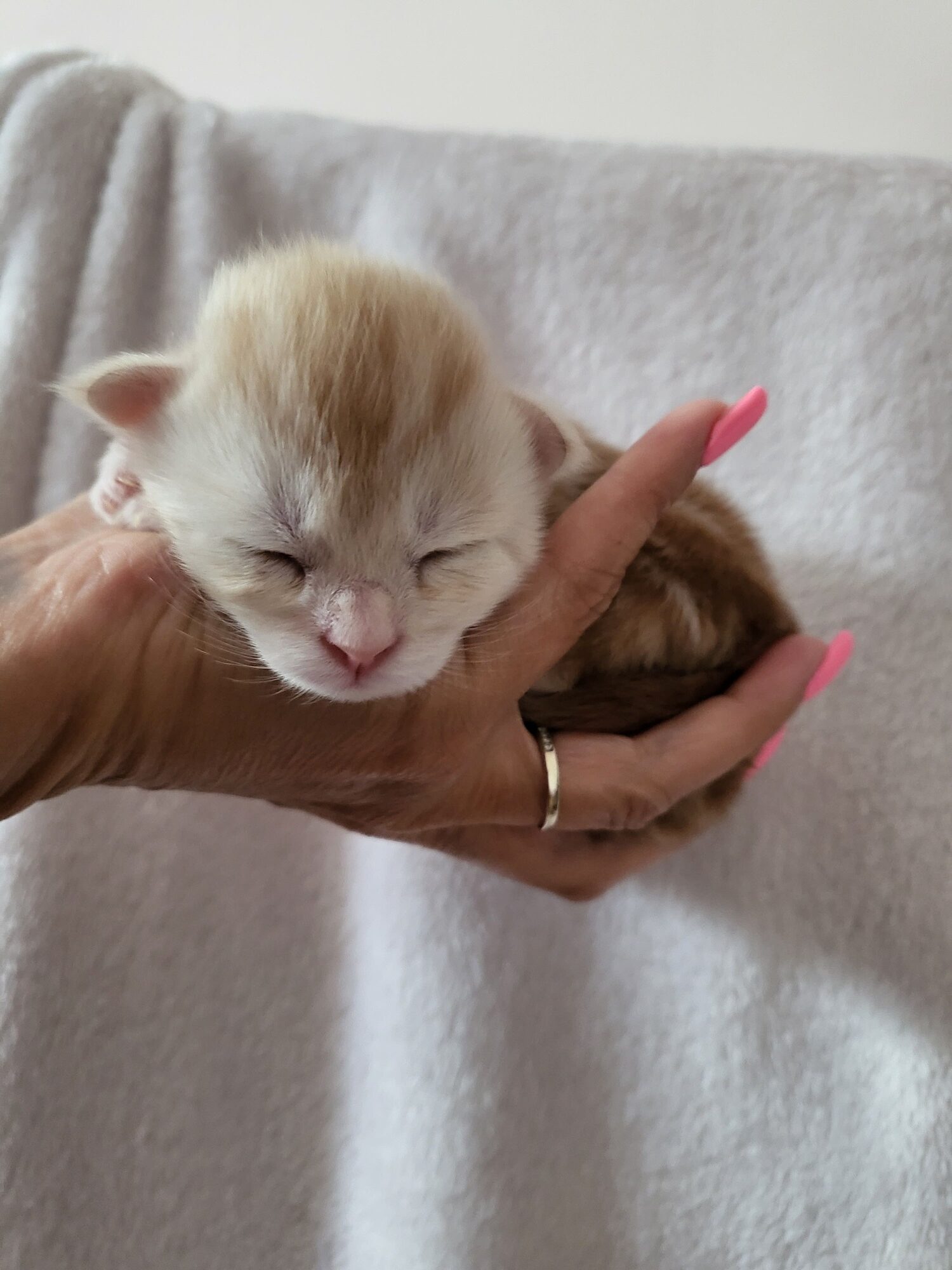Valkyrie – Maine Coon Chaton – Elevage Familiale Maine Coon Loof – Chatterie de l’Akatsucoon