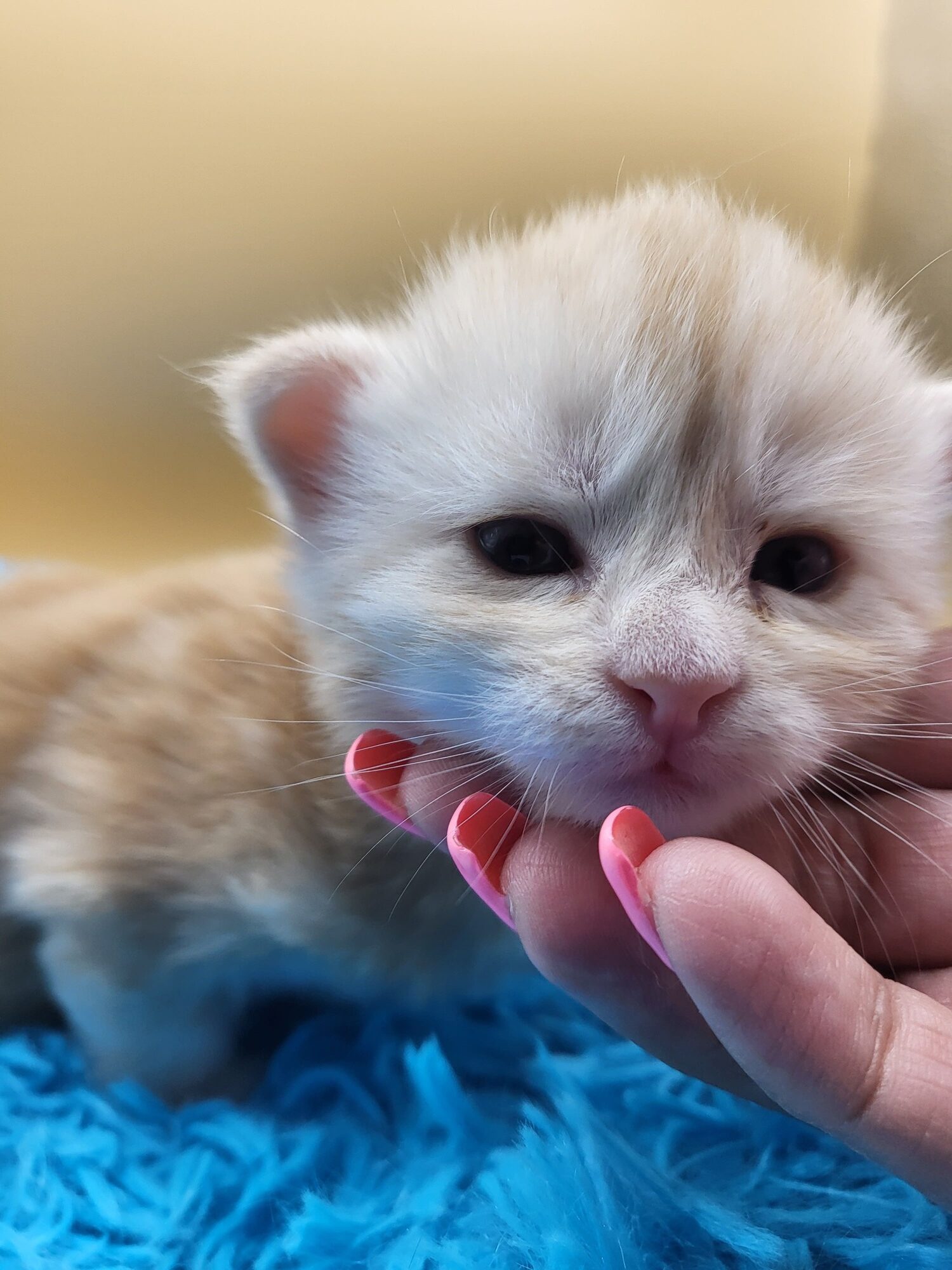 Valkyrie – Maine Coon Chaton – Elevage Familiale Maine Coon Loof – Chatterie de l’Akatsucoon