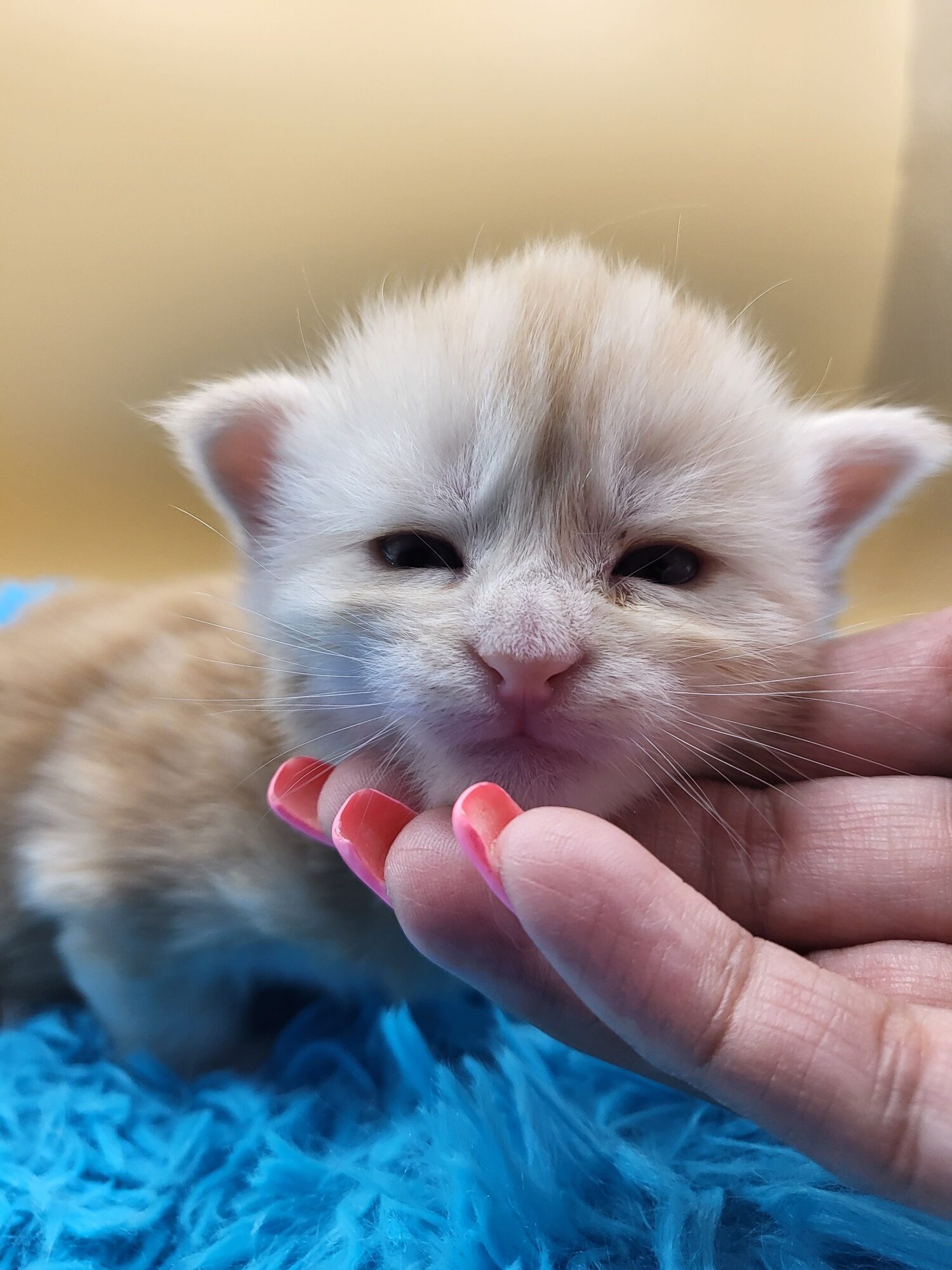 Valkyrie – Maine Coon Chaton – Elevage Familiale Maine Coon Loof – Chatterie de l’Akatsucoon
