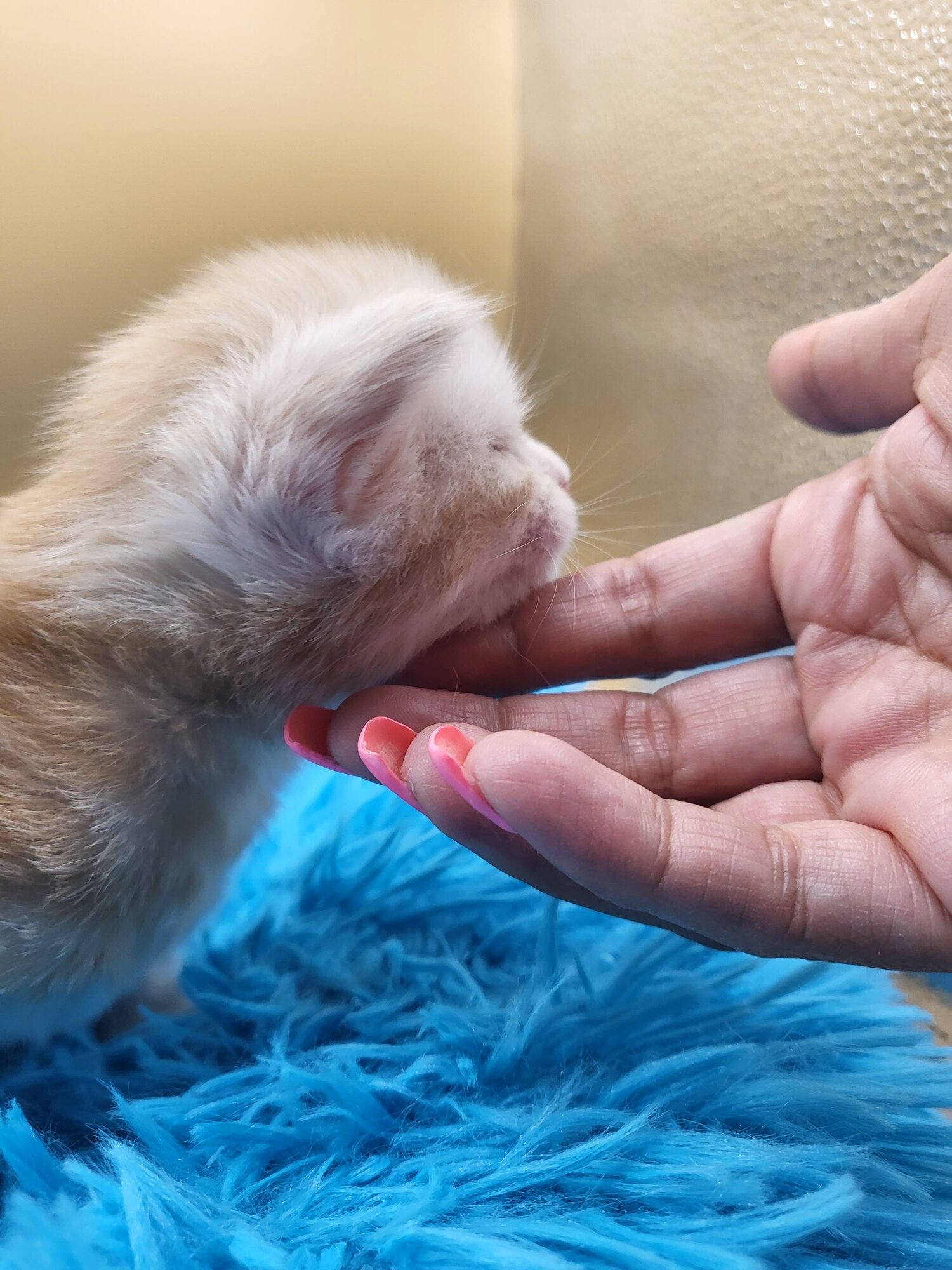Valkyrie – Maine Coon Chaton – Elevage Familiale Maine Coon Loof – Chatterie de l’Akatsucoon