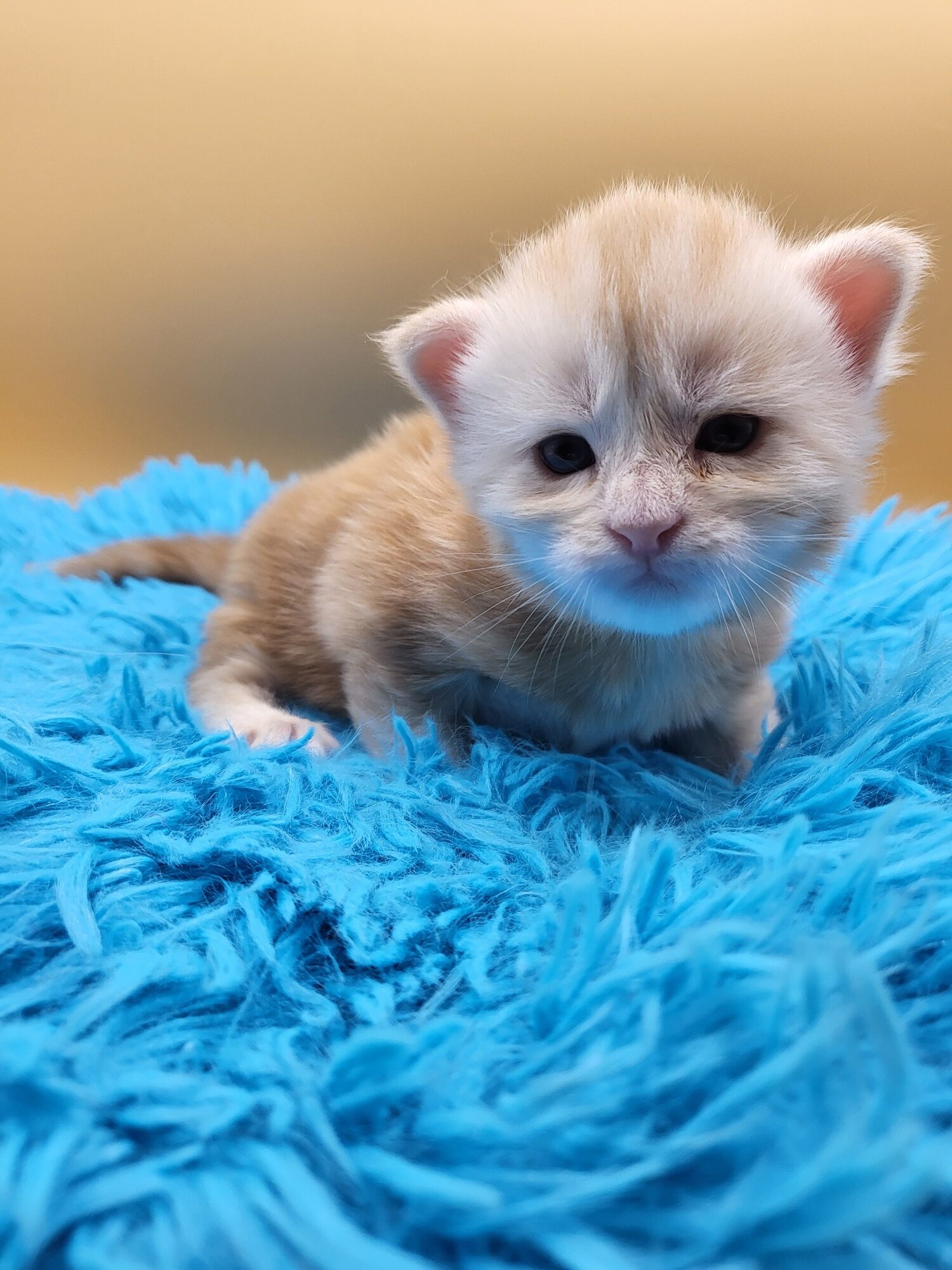 Valkyrie – Maine Coon Chaton – Elevage Familiale Maine Coon Loof – Chatterie de l’Akatsucoon