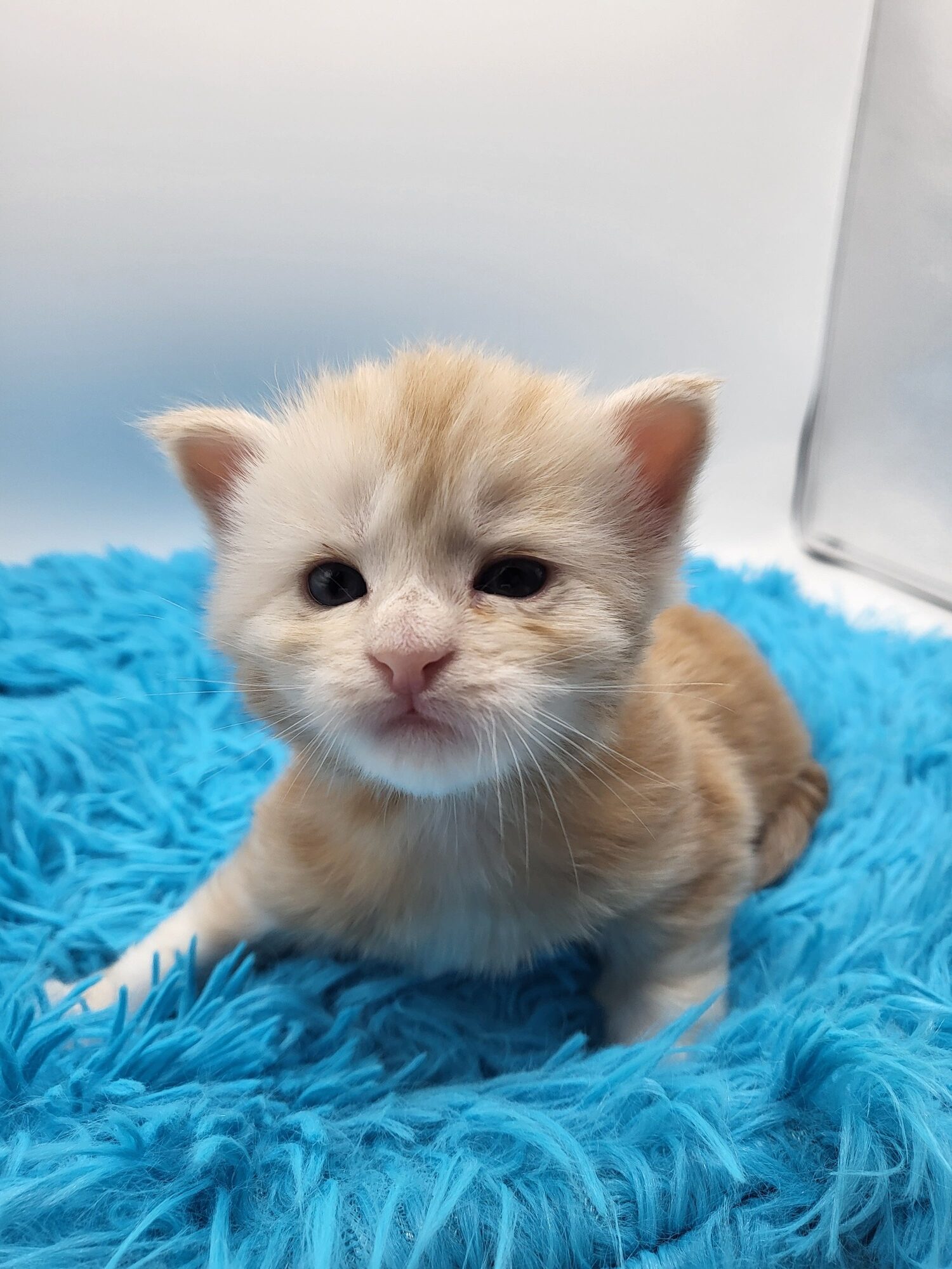 Valkyrie – Maine Coon Chaton – Elevage Familiale Maine Coon Loof – Chatterie de l’Akatsucoon