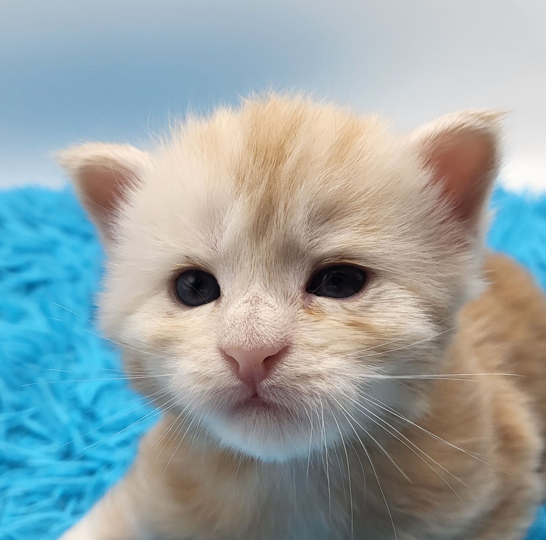 Valkyrie – Maine Coon Chaton – Elevage Familiale Maine Coon Loof – Chatterie de l’Akatsucoon