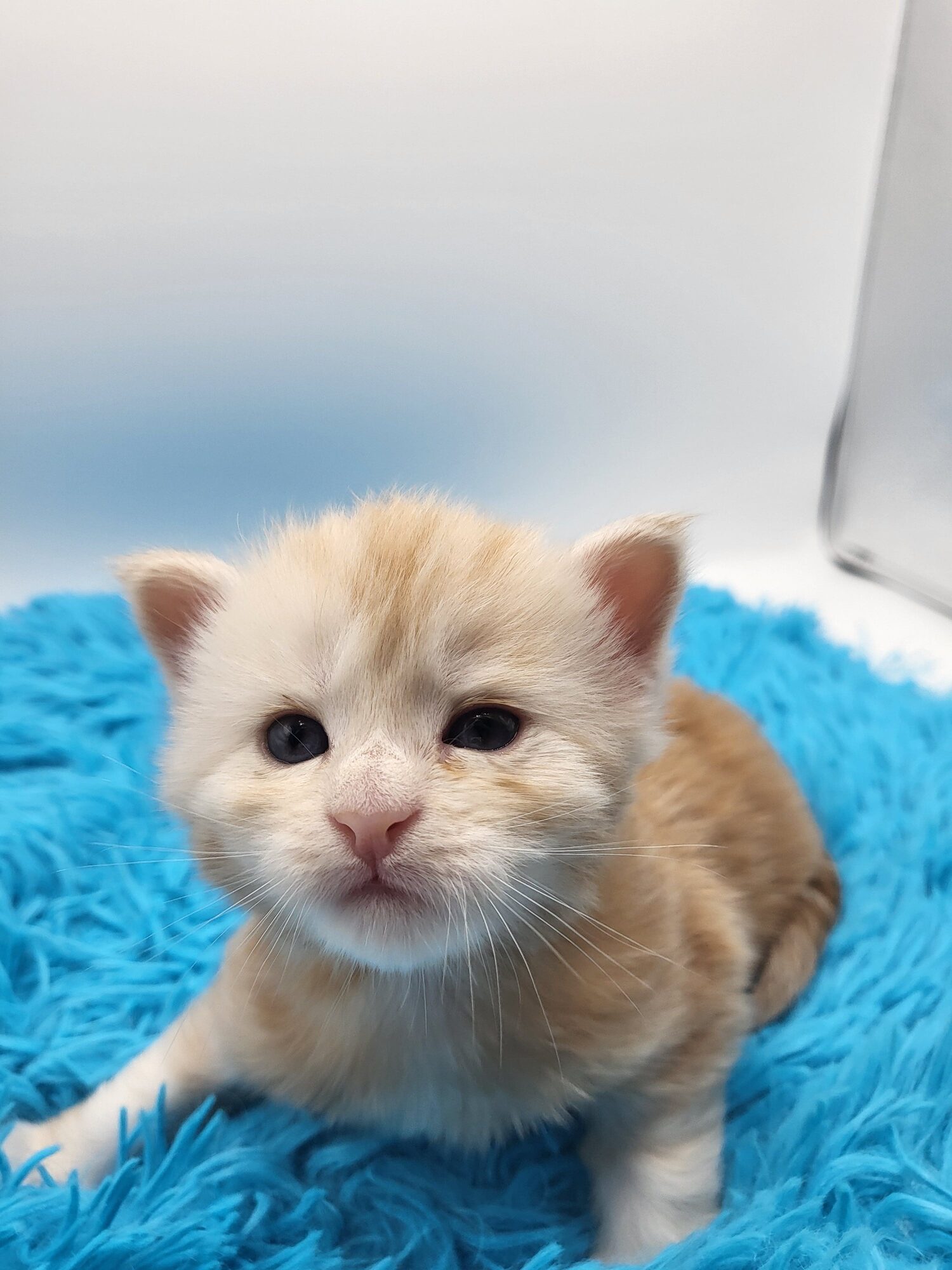Valkyrie – Maine Coon Chaton – Elevage Familiale Maine Coon Loof – Chatterie de l’Akatsucoon