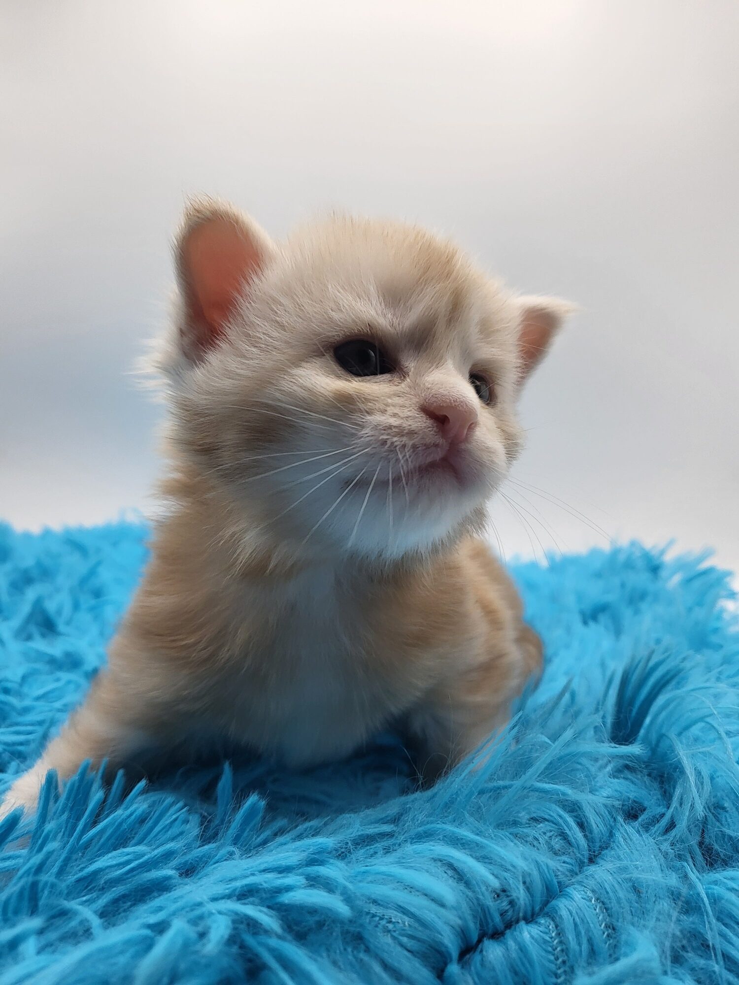 Valkyrie – Maine Coon Chaton – Elevage Familiale Maine Coon Loof – Chatterie de l’Akatsucoon
