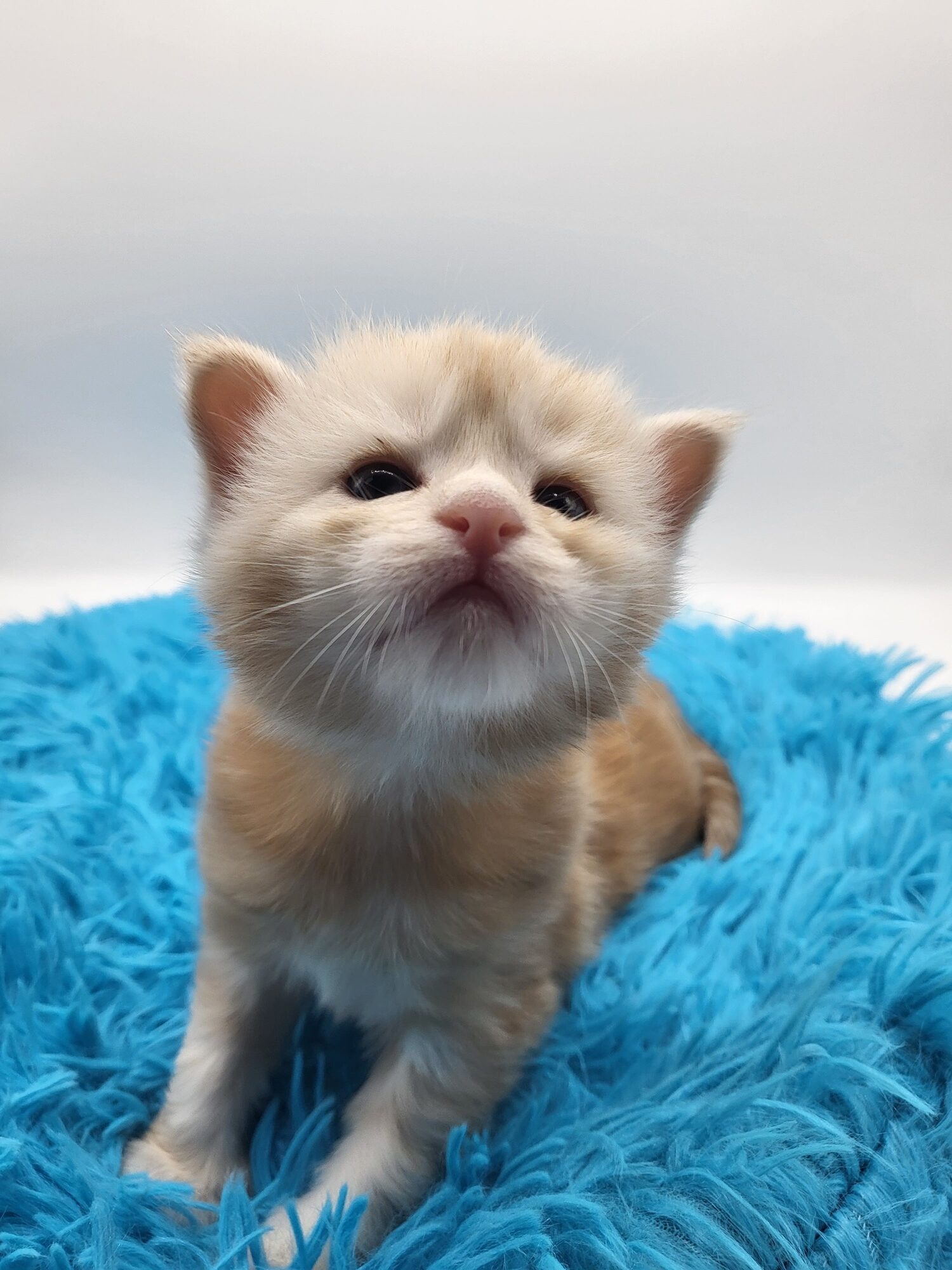 Valkyrie – Maine Coon Chaton – Elevage Familiale Maine Coon Loof – Chatterie de l’Akatsucoon