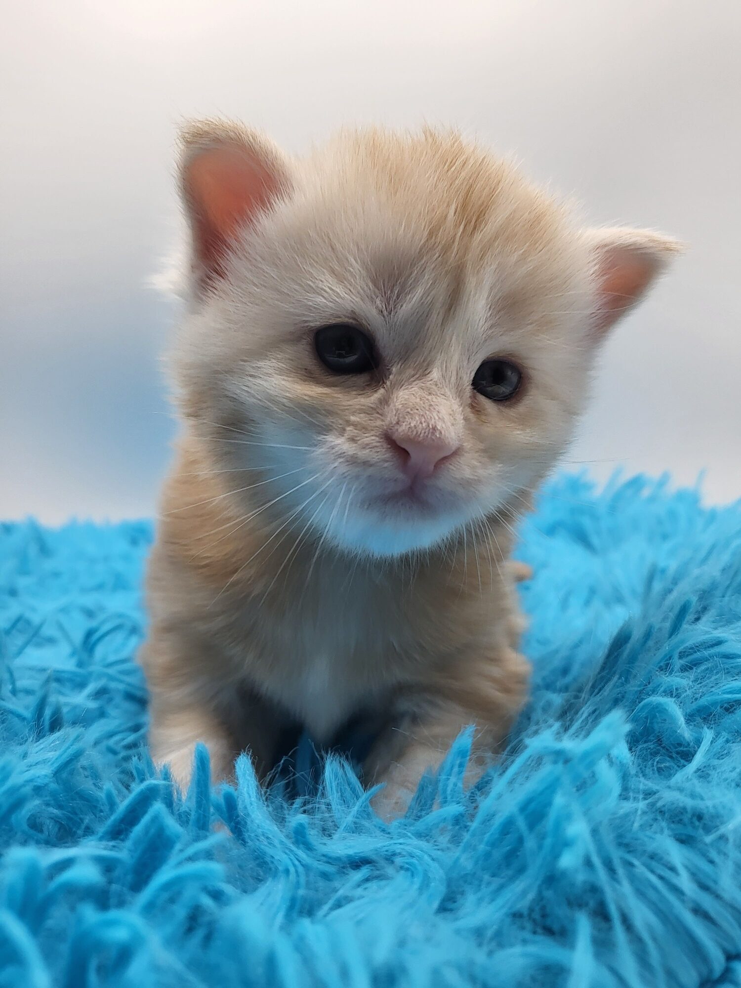 Valkyrie – Maine Coon Chaton – Elevage Familiale Maine Coon Loof – Chatterie de l’Akatsucoon