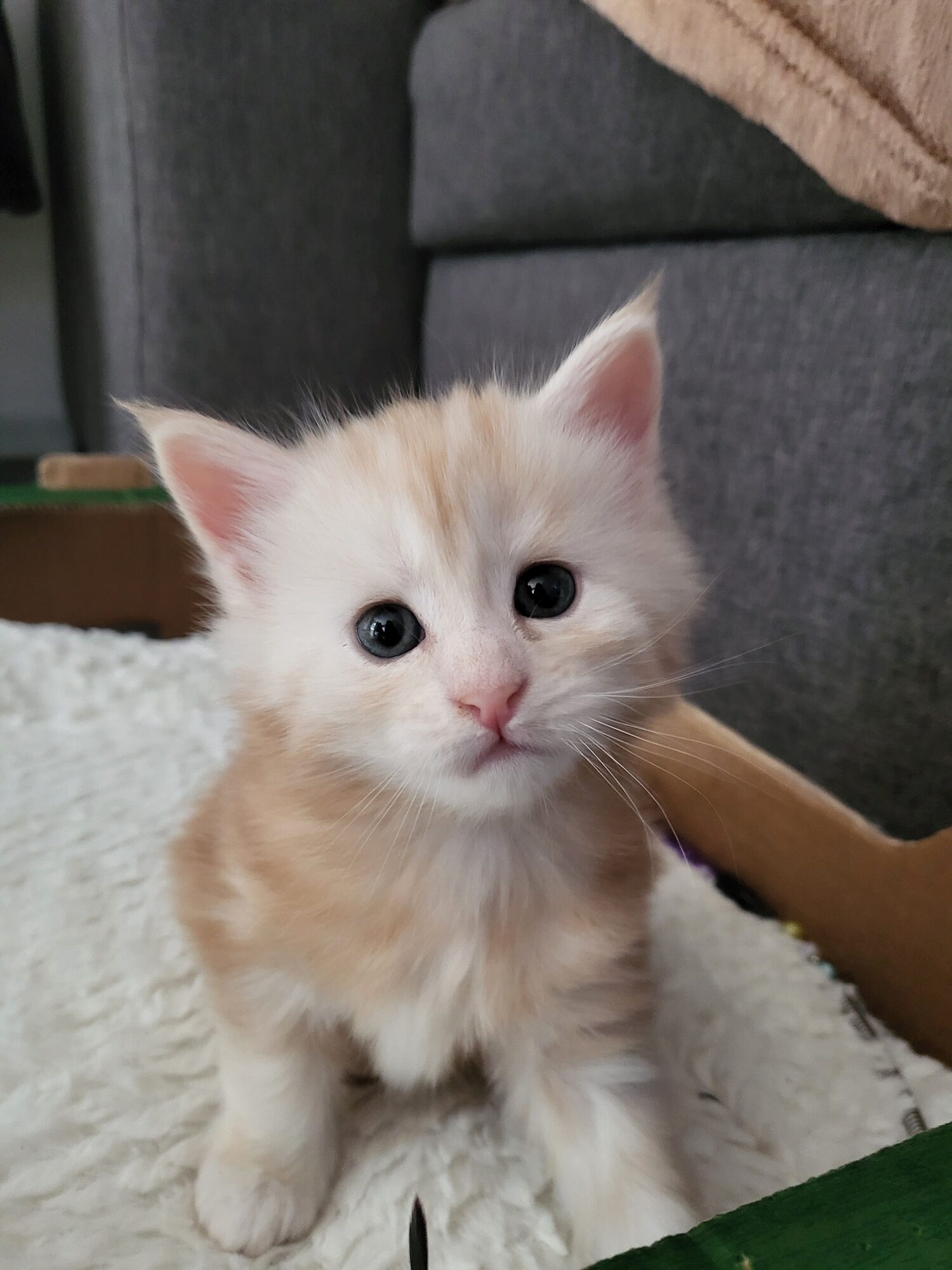 Valkyrie – Maine Coon Chaton – Elevage Familiale Maine Coon Loof – Chatterie de l’Akatsucoon