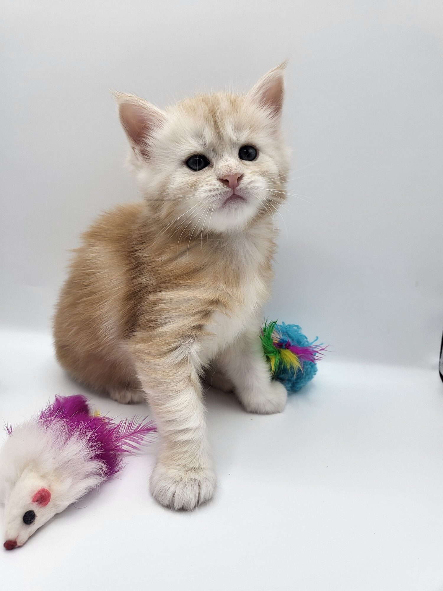 Valkyrie – Maine Coon Chaton – Elevage Familiale Maine Coon Loof – Chatterie de l’Akatsucoon