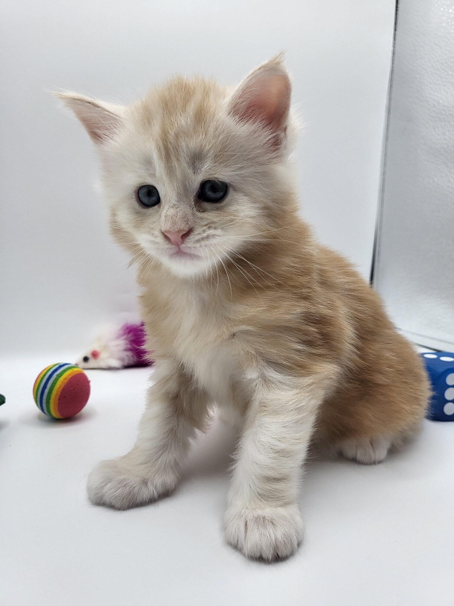 Valkyrie – Maine Coon Chaton – Elevage Familiale Maine Coon Loof – Chatterie de l’Akatsucoon