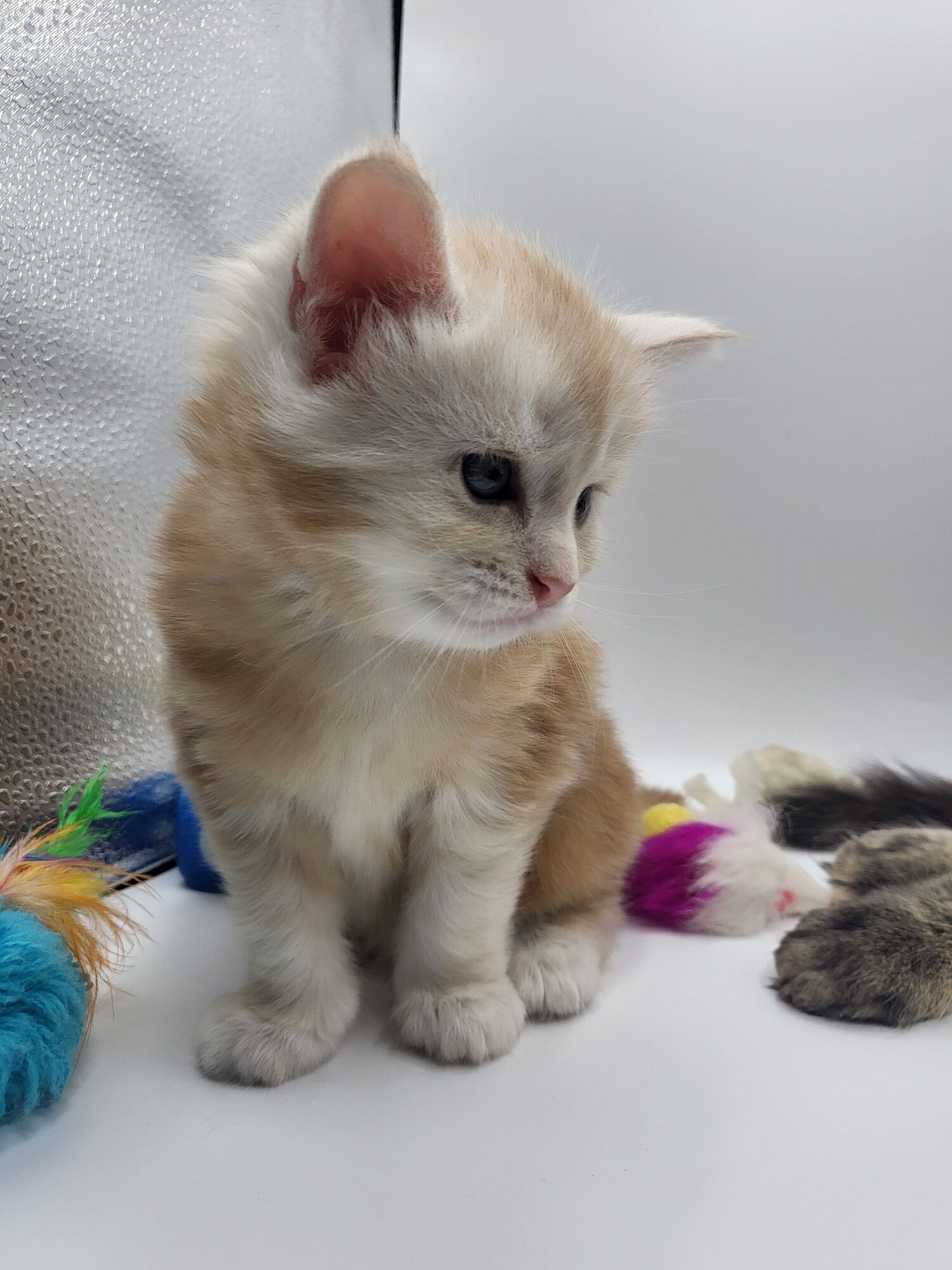 Valkyrie – Maine Coon Chaton – Elevage Familiale Maine Coon Loof – Chatterie de l’Akatsucoon