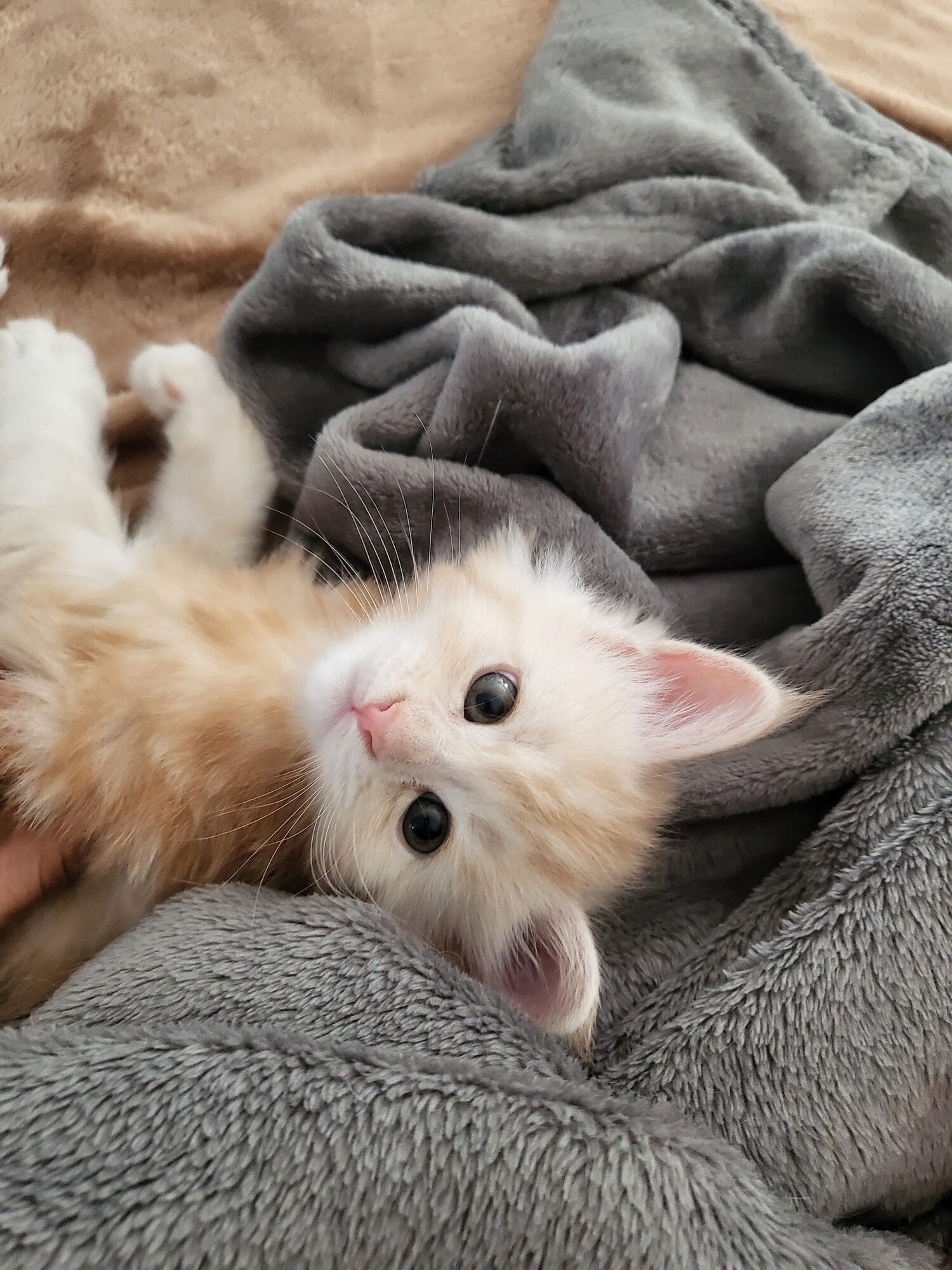 Valkyrie – Maine Coon Chaton – Elevage Familiale Maine Coon Loof – Chatterie de l’Akatsucoon