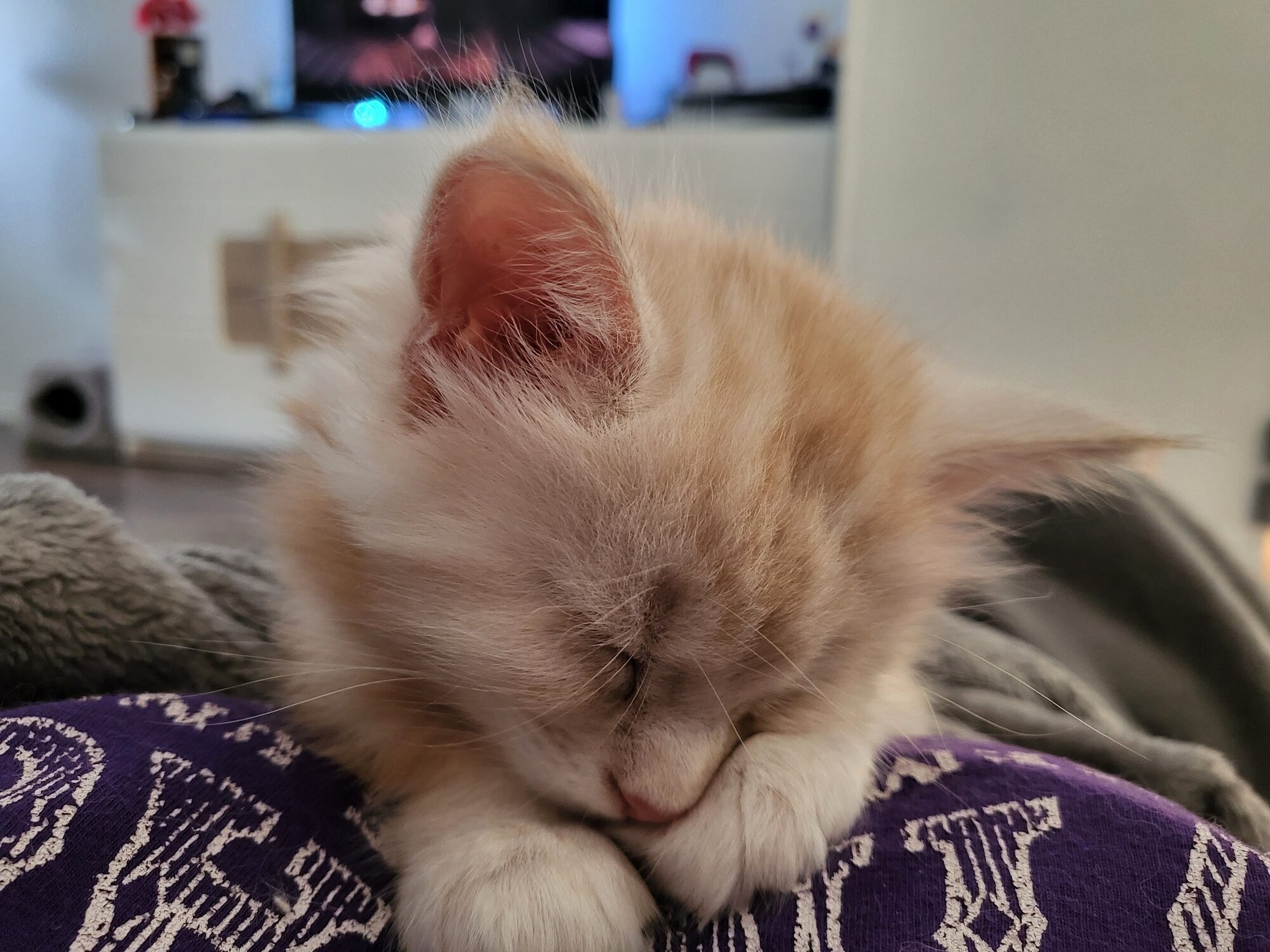 Valkyrie – Maine Coon Chaton – Elevage Familiale Maine Coon Loof – Chatterie de l’Akatsucoon