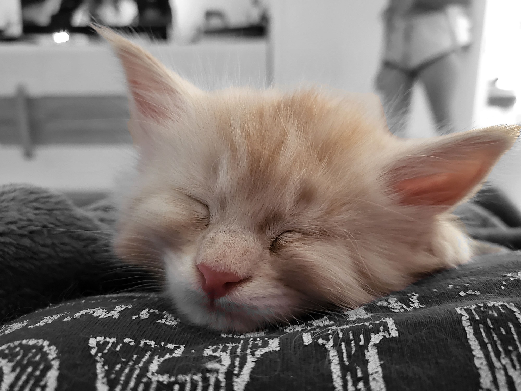 Valkyrie – Maine Coon Chaton – Elevage Familiale Maine Coon Loof – Chatterie de l’Akatsucoon