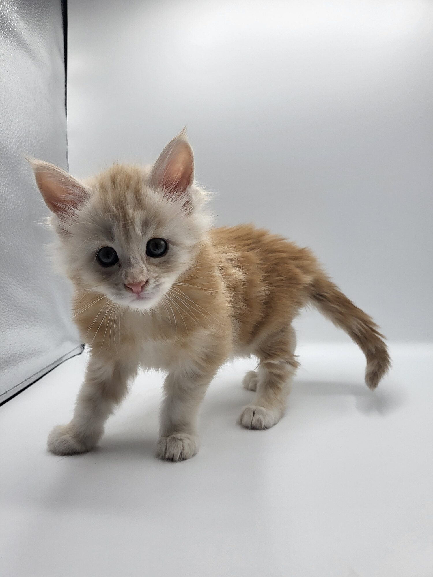 Valkyrie – Maine Coon Chaton – Elevage Familiale Maine Coon Loof – Chatterie de l’Akatsucoon