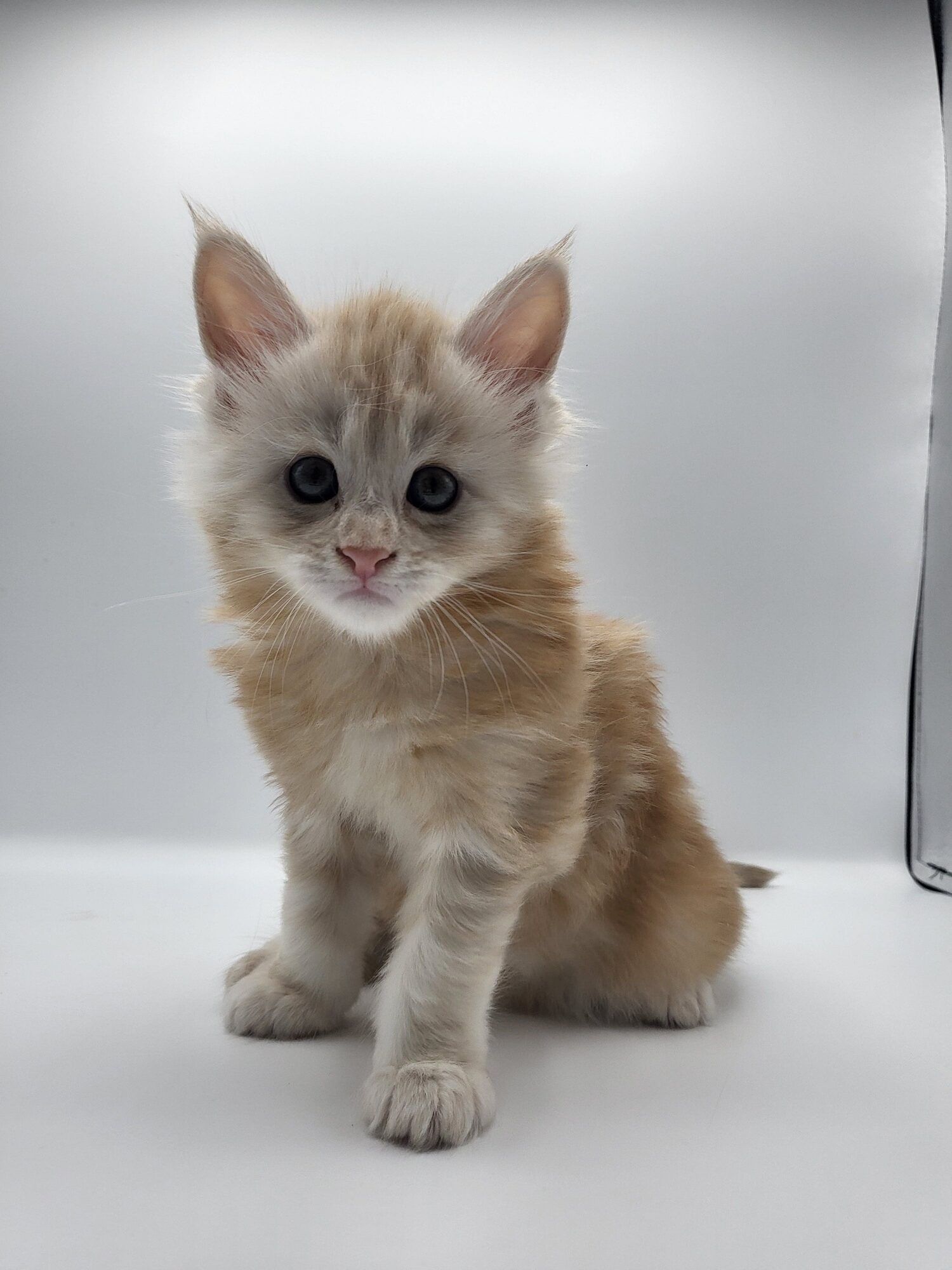 Valkyrie – Maine Coon Chaton – Elevage Familiale Maine Coon Loof – Chatterie de l’Akatsucoon