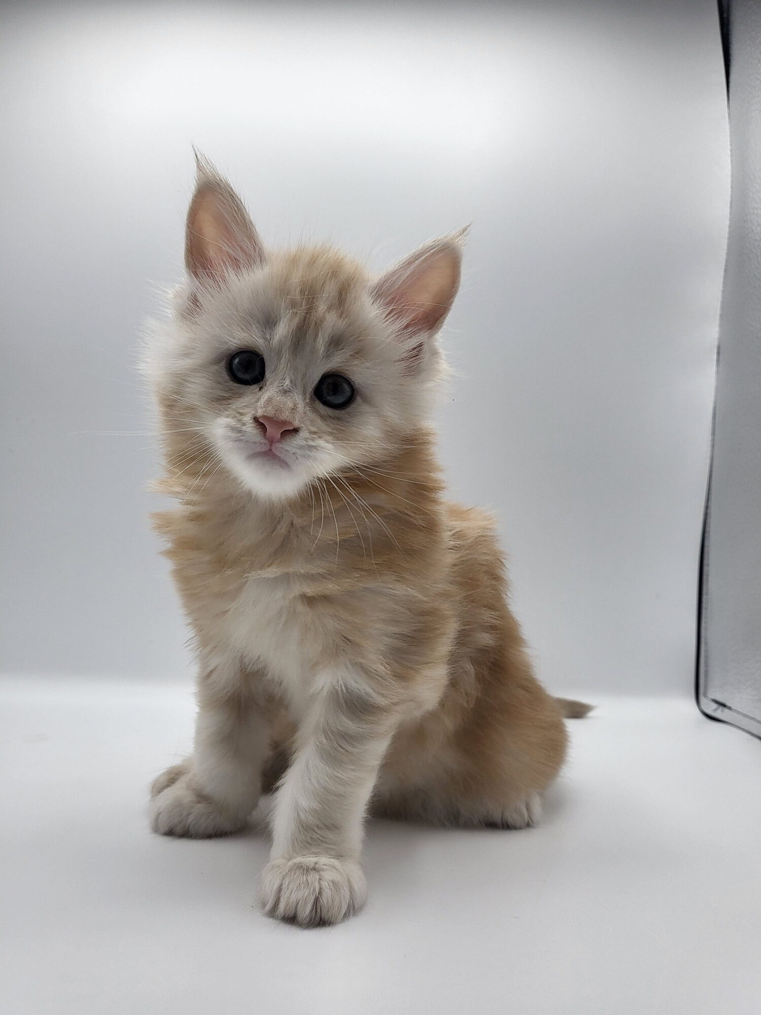 Valkyrie – Maine Coon Chaton – Elevage Familiale Maine Coon Loof – Chatterie de l’Akatsucoon