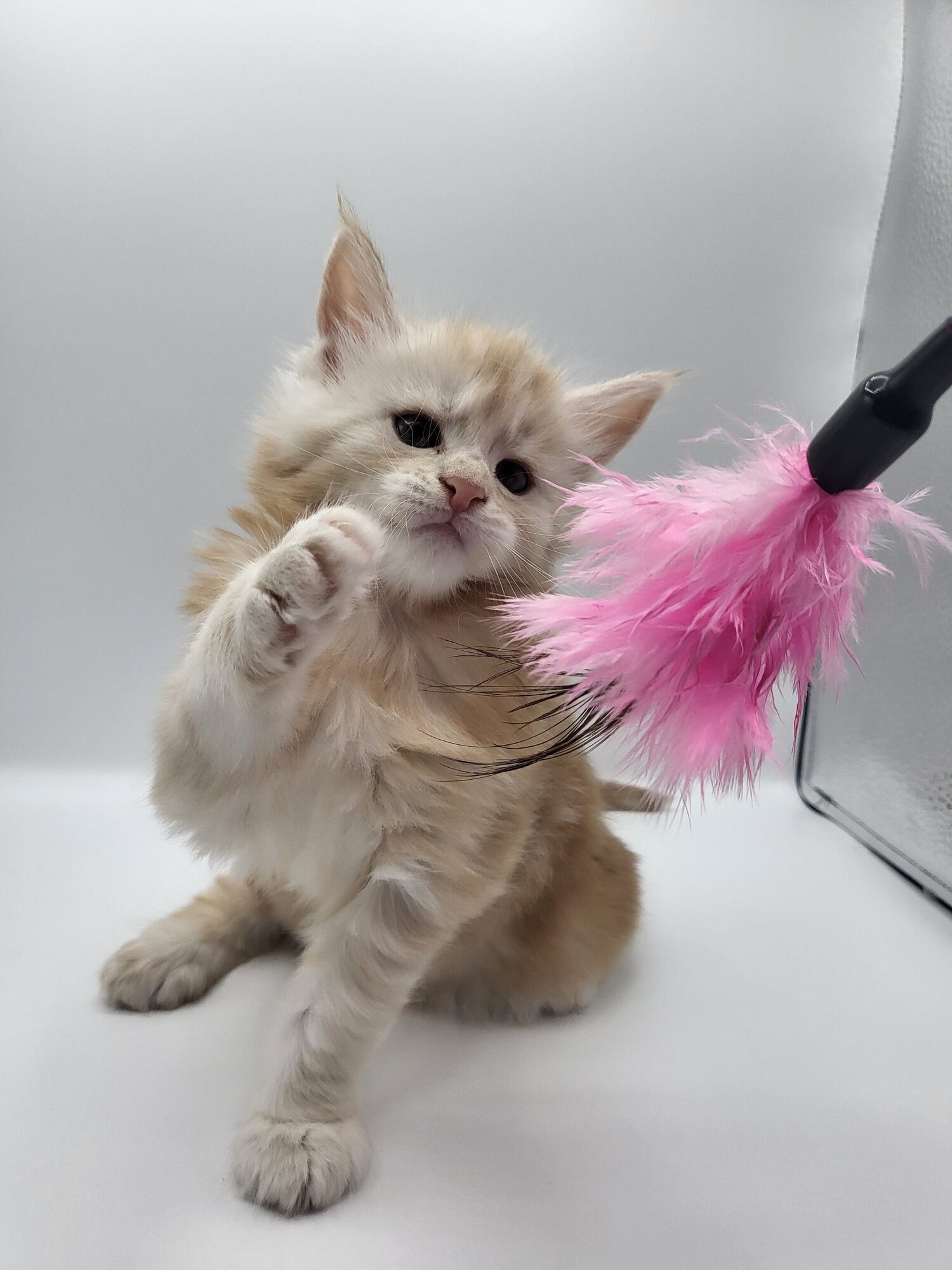 Valkyrie – Maine Coon Chaton – Elevage Familiale Maine Coon Loof – Chatterie de l’Akatsucoon