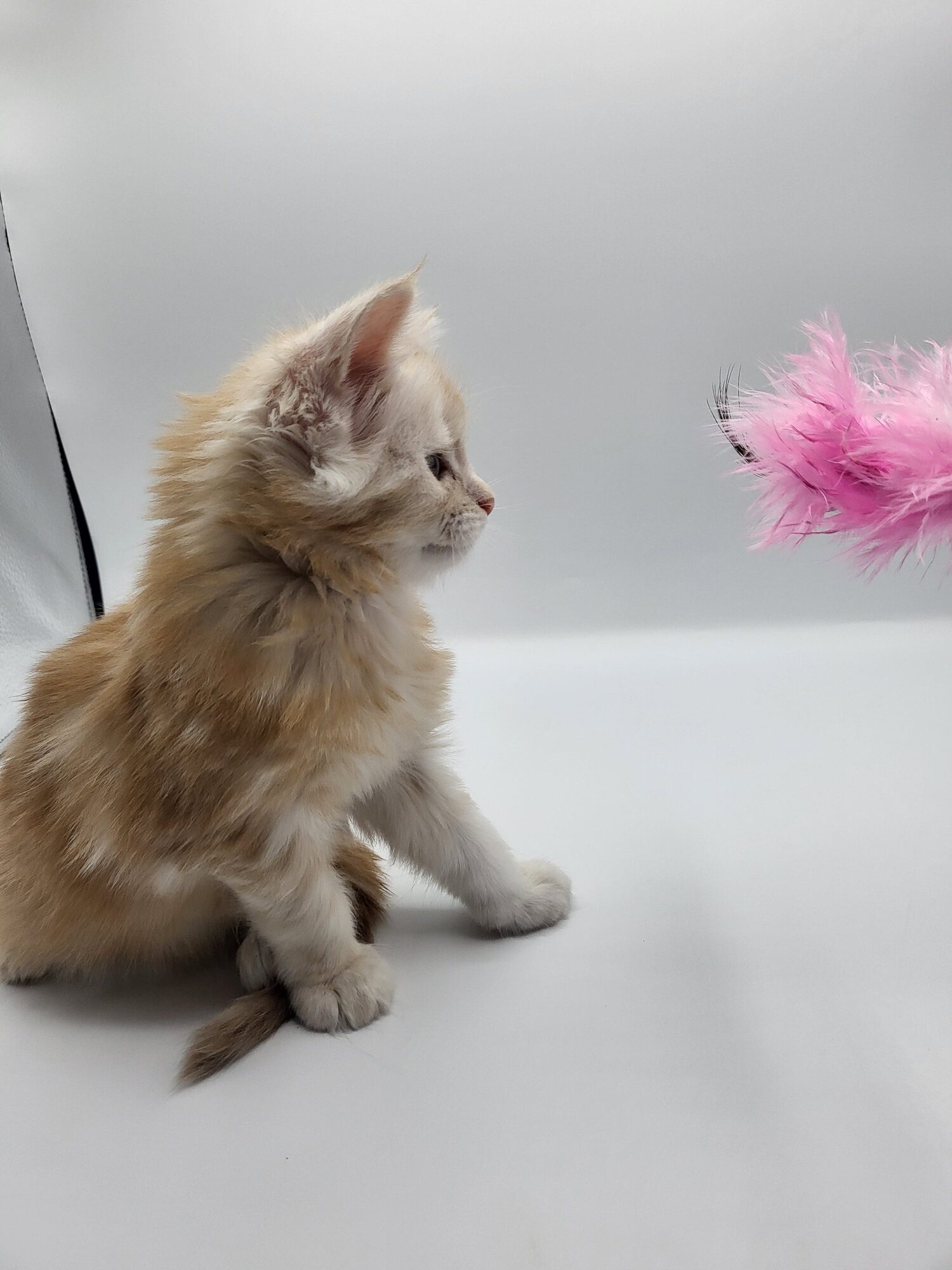 Valkyrie – Maine Coon Chaton – Elevage Familiale Maine Coon Loof – Chatterie de l’Akatsucoon