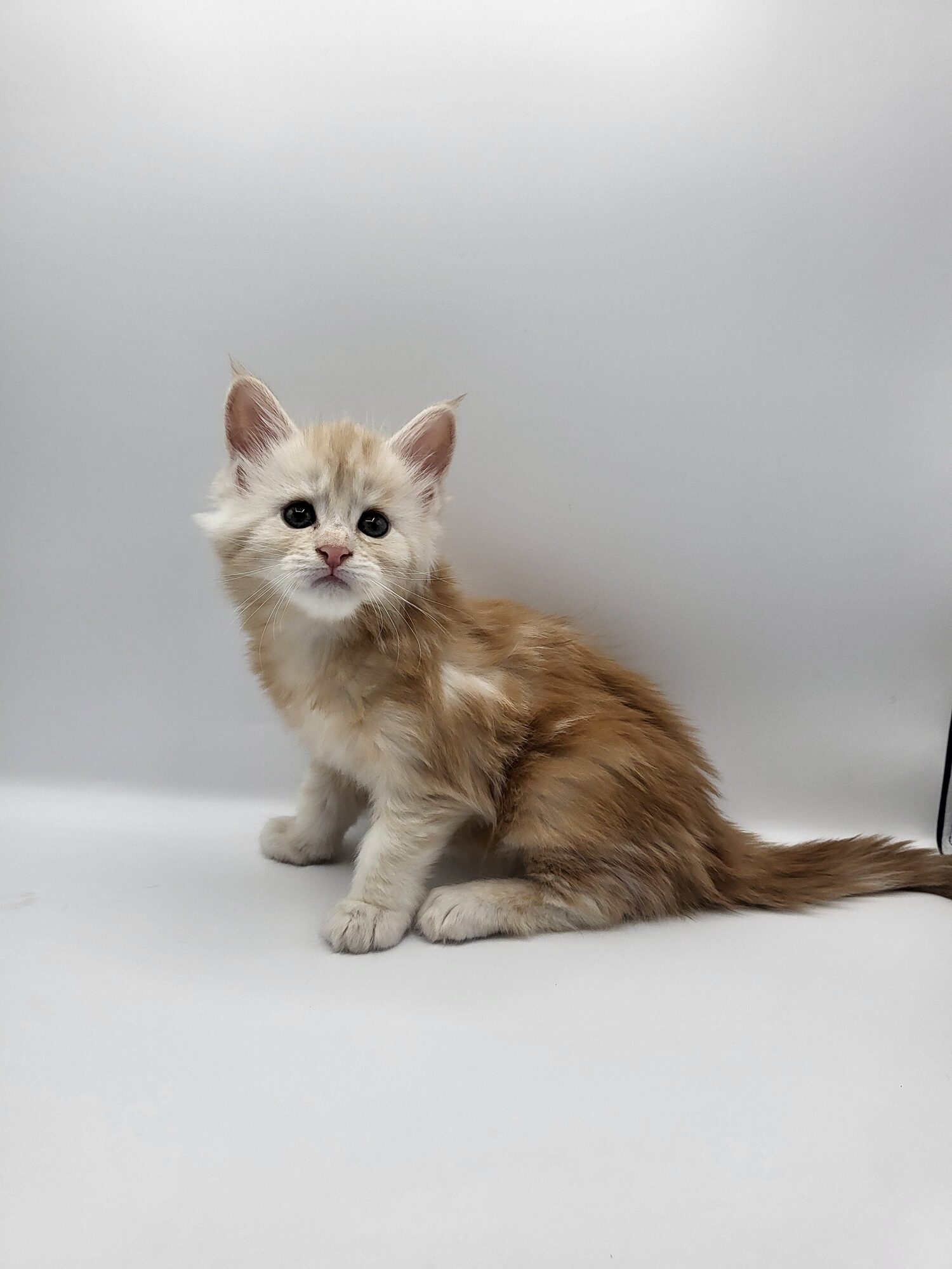 Valkyrie – Maine Coon Chaton – Elevage Familiale Maine Coon Loof – Chatterie de l’Akatsucoon